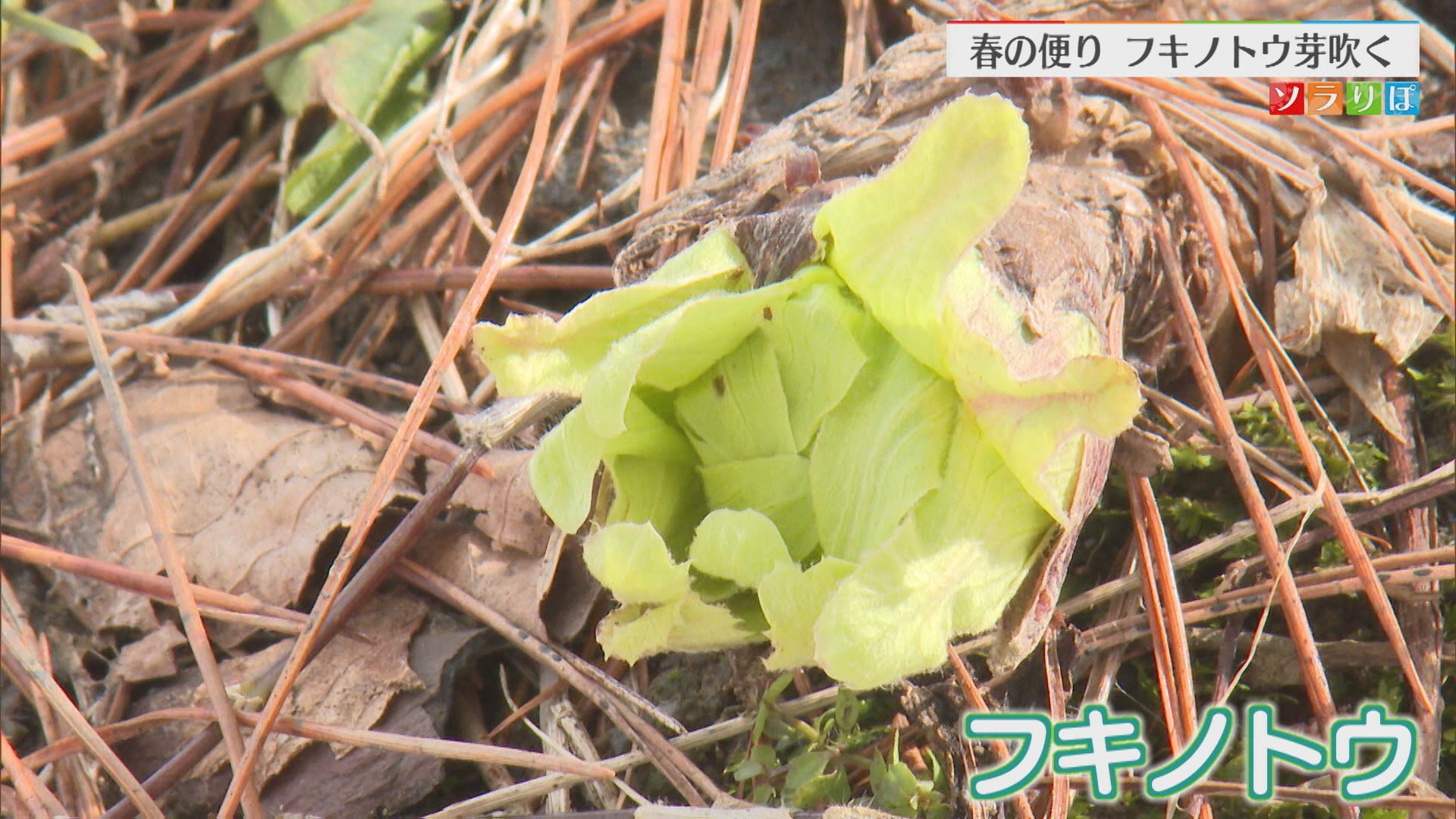 まだ雪残る高田城址公園から春の便り“フキノトウ”芽吹く【新潟･上越市】