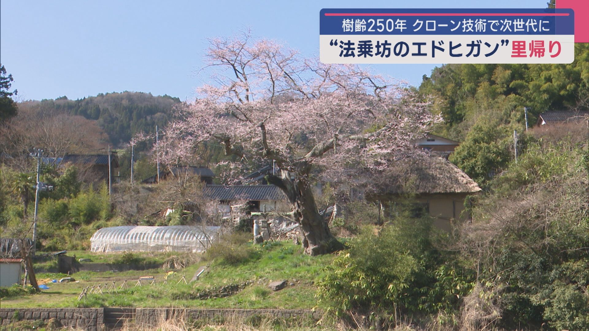 クローン技術で次世代に：樹齢約250年の天然記念物「法乗坊のエドヒガン」里帰り【新潟･佐渡市】