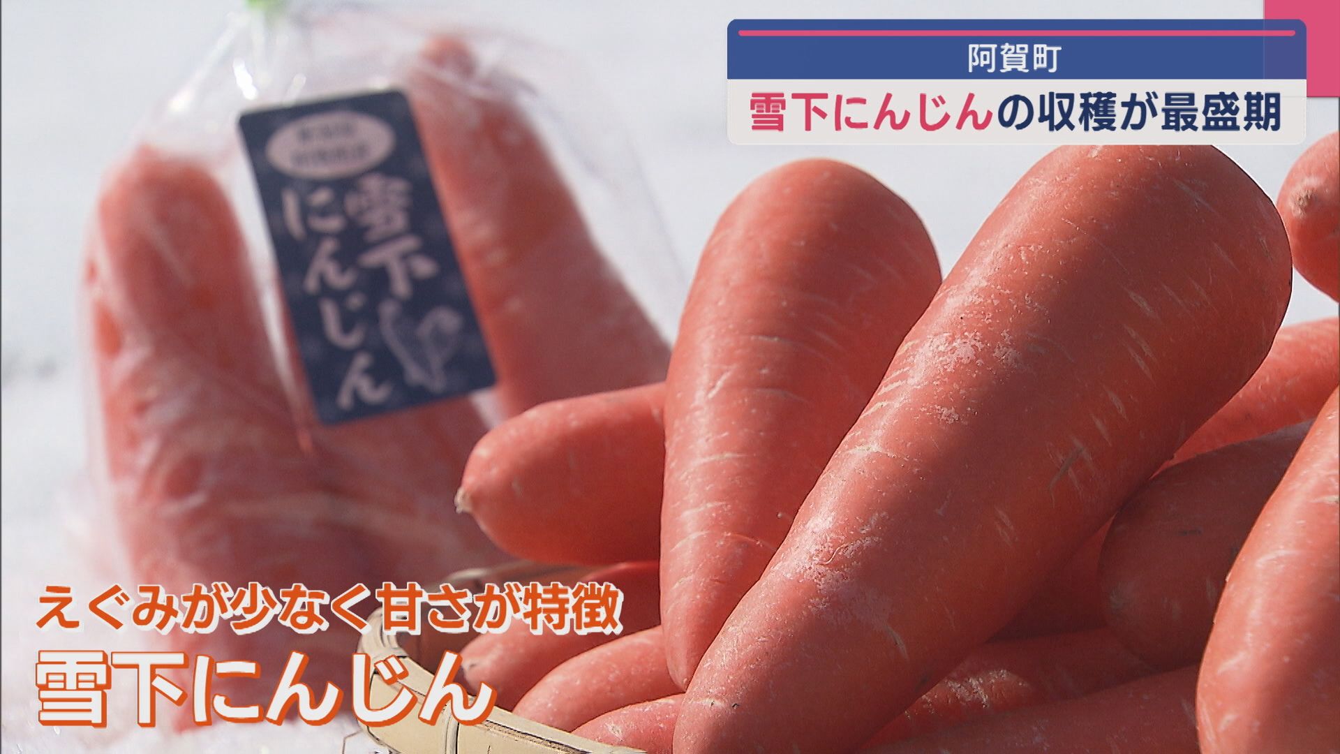 大きさも上々！雪下で冬を過ごした『雪下にんじん』収穫が最盛期【新潟･阿賀町】 2025年03月14日(金)