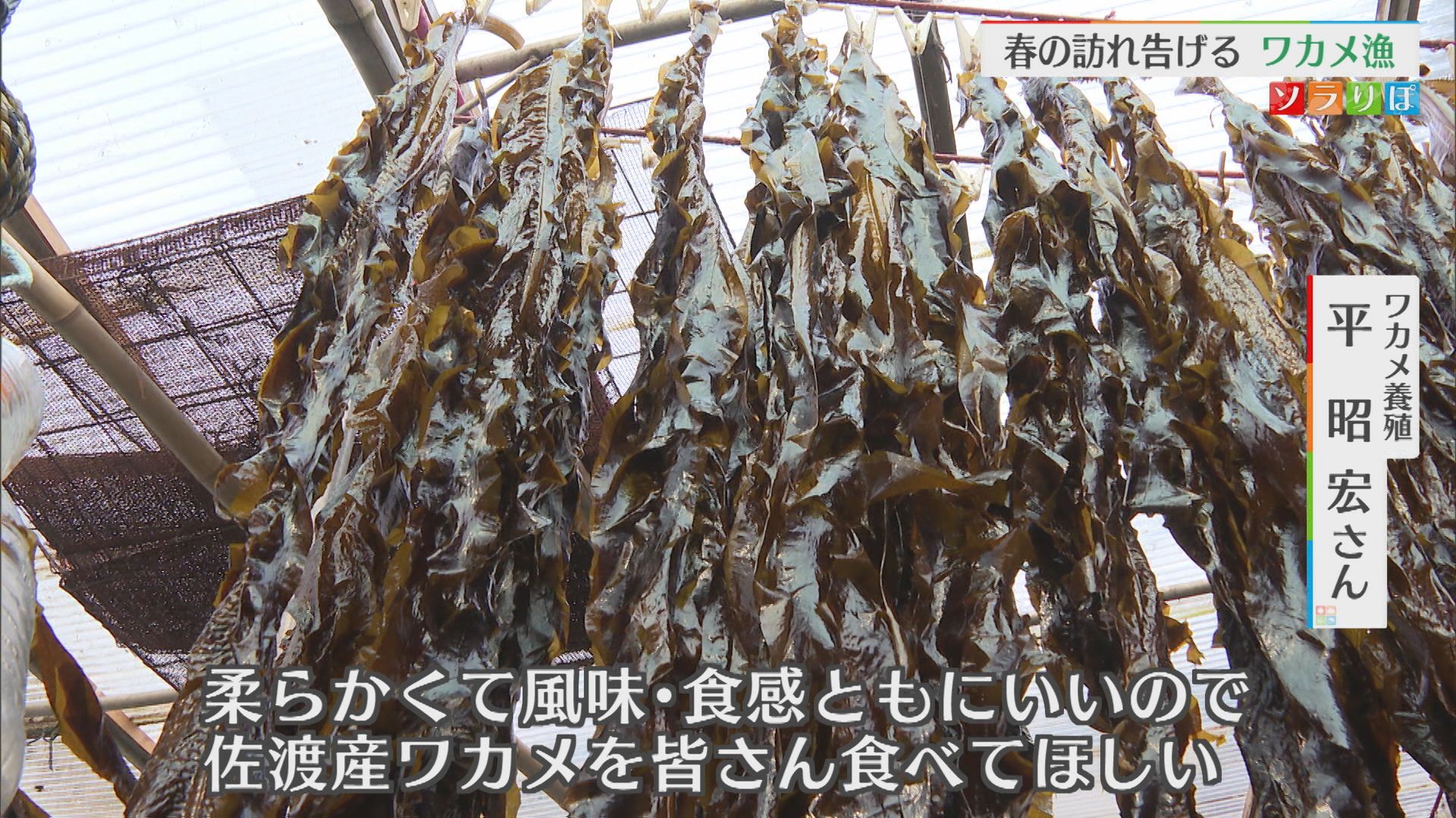 豊漁！佐渡に春の訪れ告げる“ワカメ”の水揚げはじまる【新潟･佐渡市】