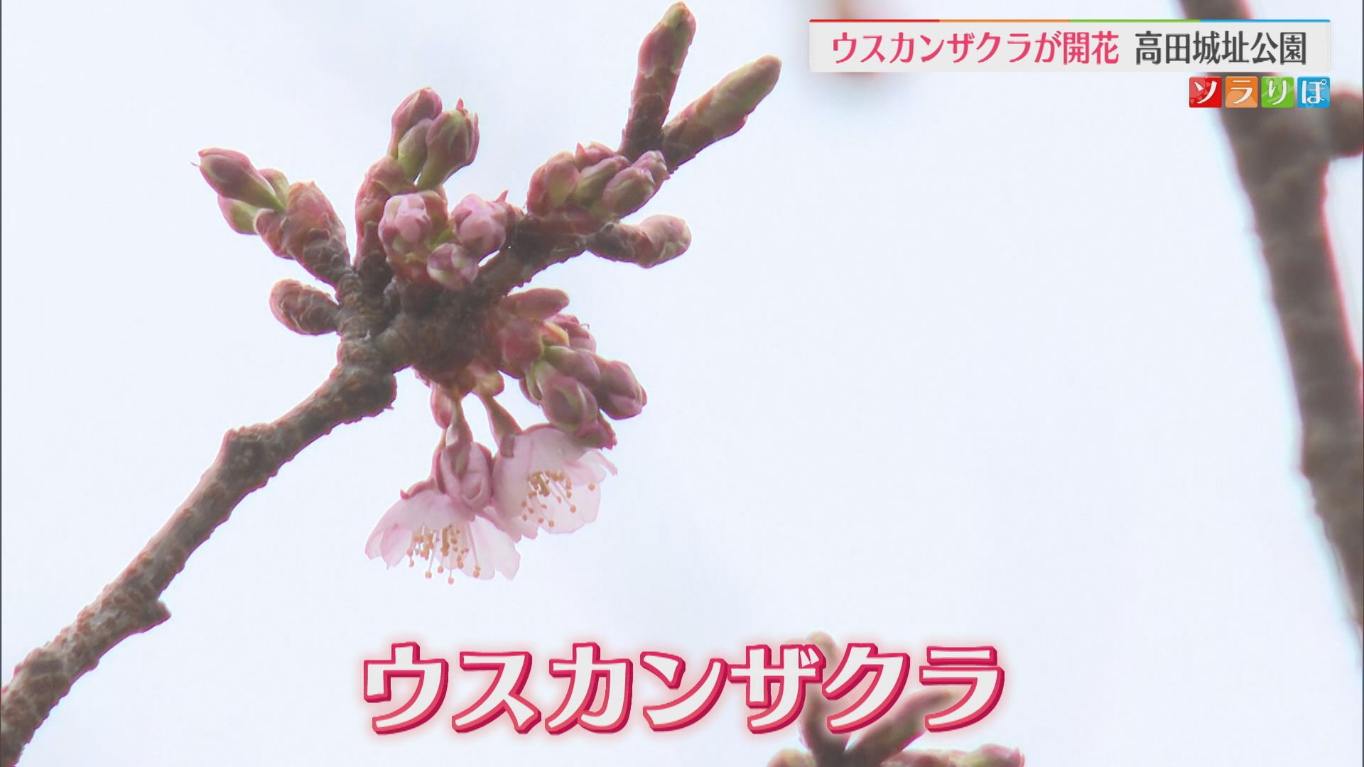 早咲きサクラがやっと開花！高田城址公園の「ウスカンザクラ」【新潟･上越市】 2025年03月24日(月)