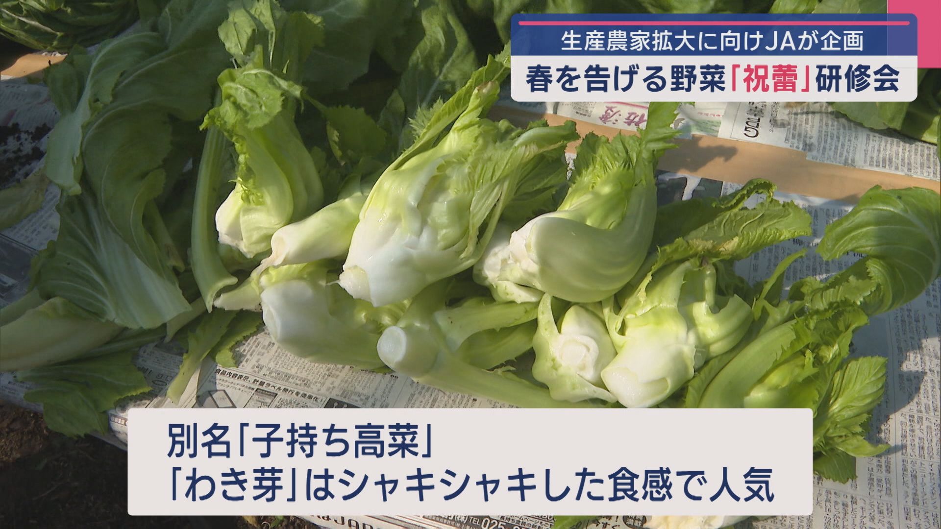 春を告げる野菜「祝蕾」栽培農家の拡大に向け研修会【新潟】