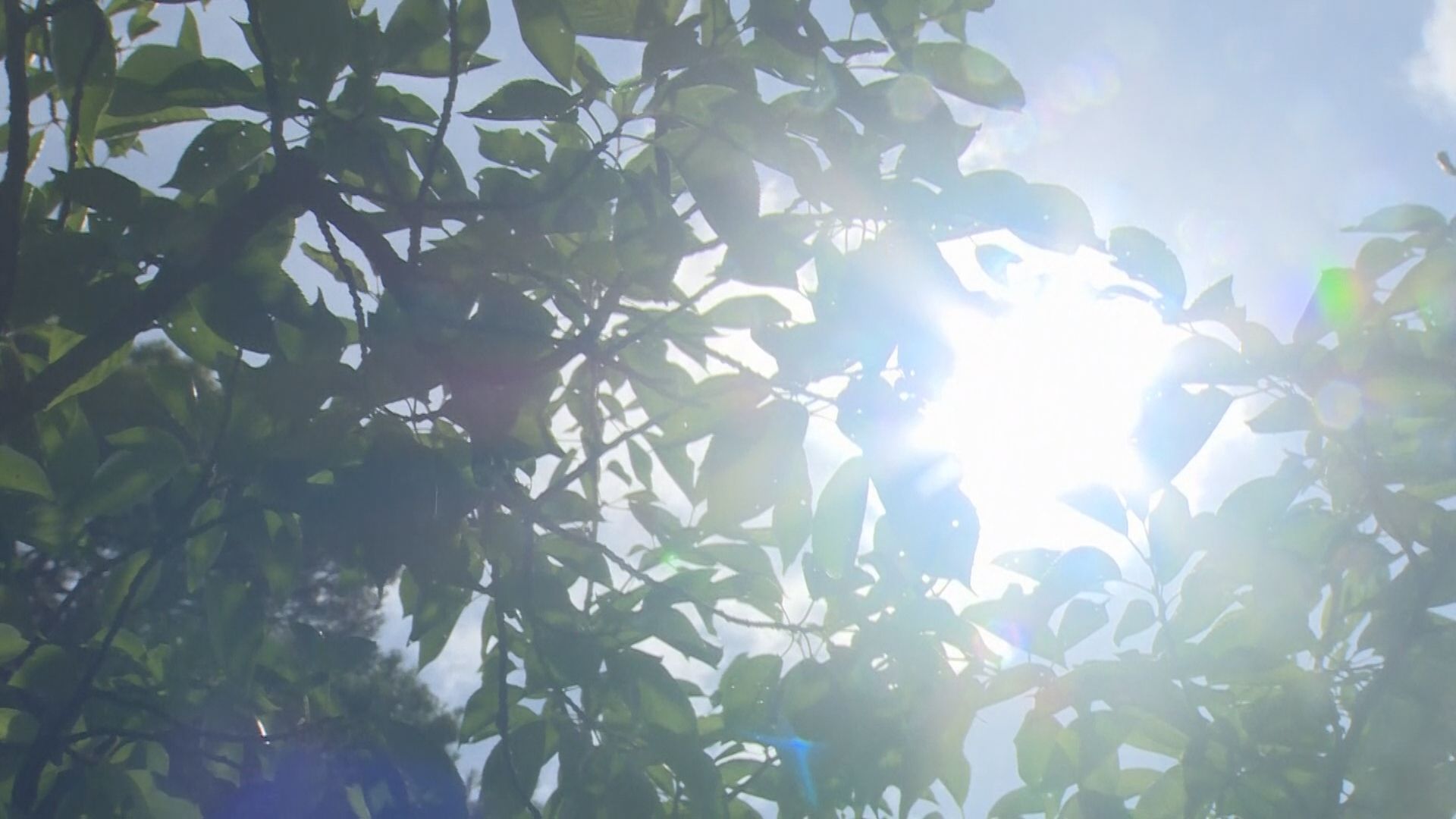 県内各地で午前中から25℃以上の夏日、午後は〝真夏日〟に迫る暑さのところも【新潟】