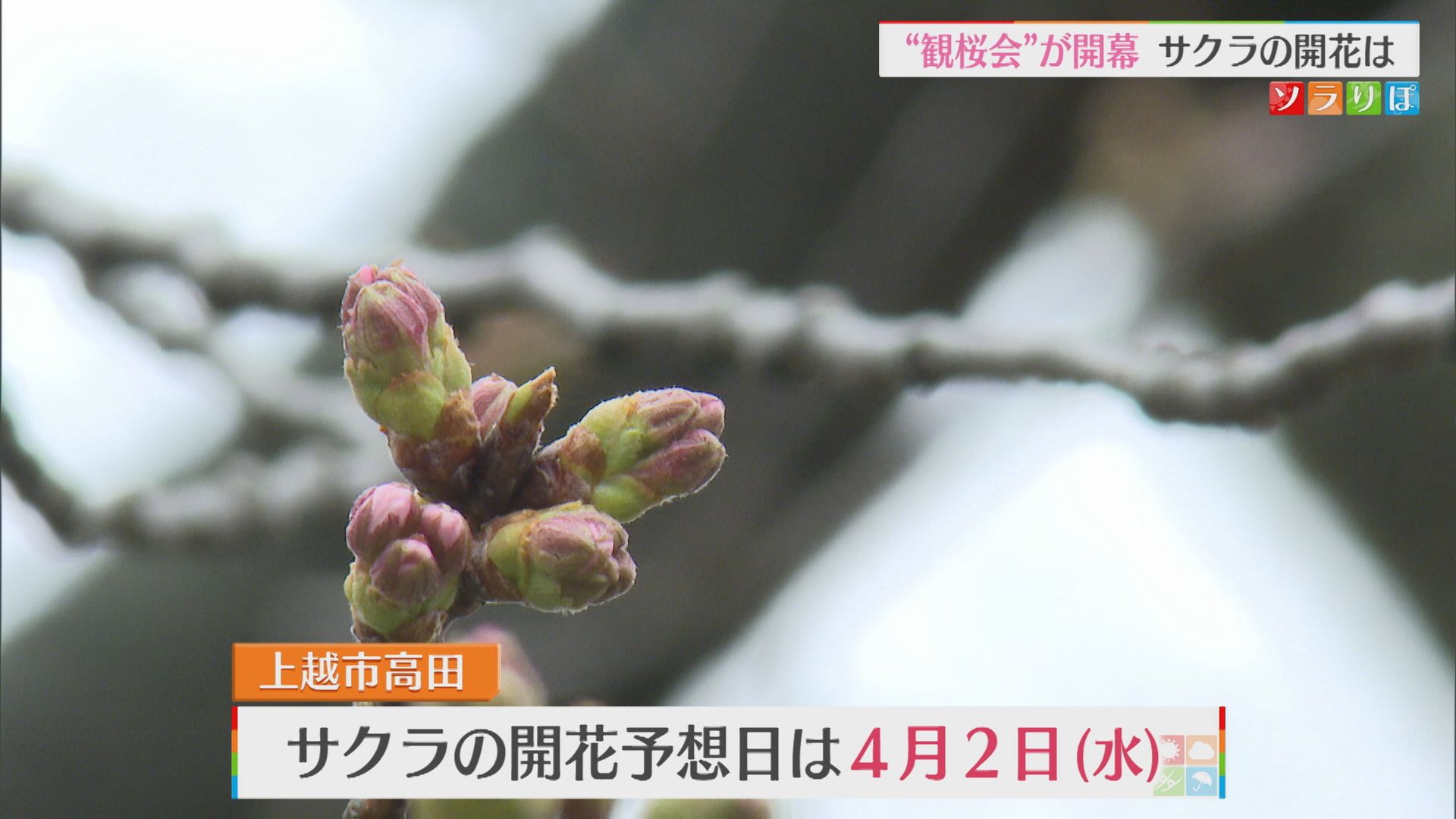 つぼみふくらみ春近づく 28日から「観桜会」はじまる【新潟･上越市】 2025年03月28日(金)
