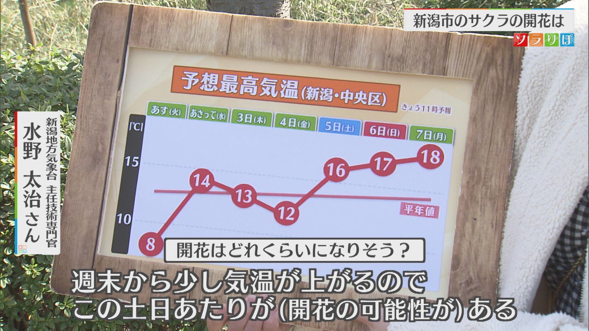 新潟市のサクラの開花は？ソメイヨシノの標本木はまだ“つぼみ”ポイントは“暖かさ”【新潟】 2025年03月31日(月)