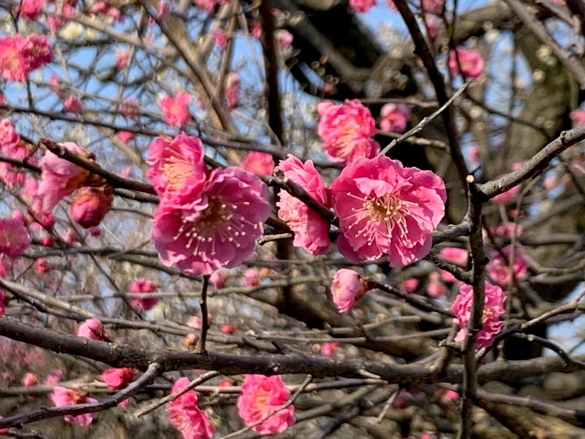 3/22『梅の香りに誘われて💛梅の名所・蒲原神社』