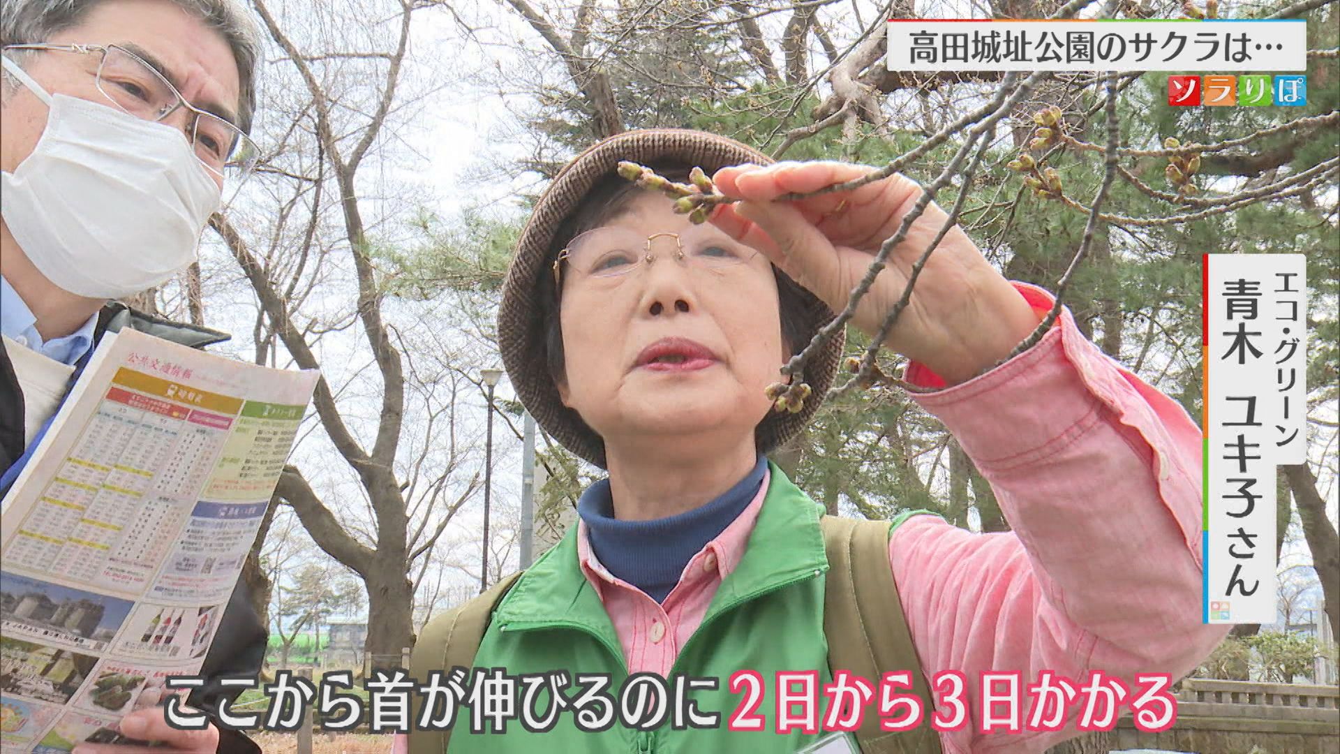 降る時間も長く…2日も傘が必要、桜の開花状況は？【気象予報士が解説｜新潟】 2025年04月01日(火)