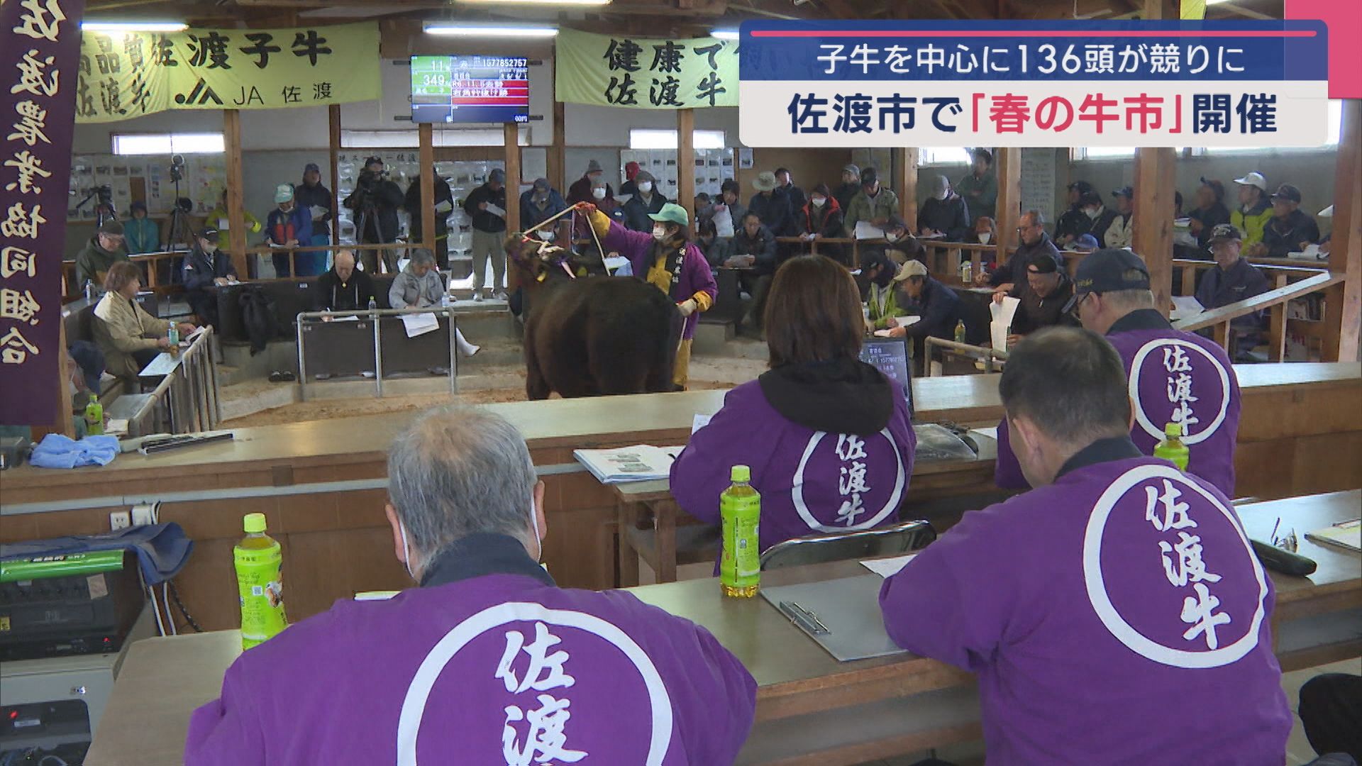 「元気でねー、モーゥ」佐渡市で“春の牛市”開催：子牛を中心に136頭が競りに【新潟】 2025年04月02日(水)
