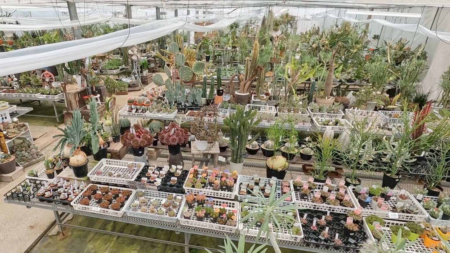 【新潟おでかけ情報】一足先に春を感じに！植物園!?約3000坪の広さの“花屋さん”【新潟市江南区】 2025年04月03日(木)