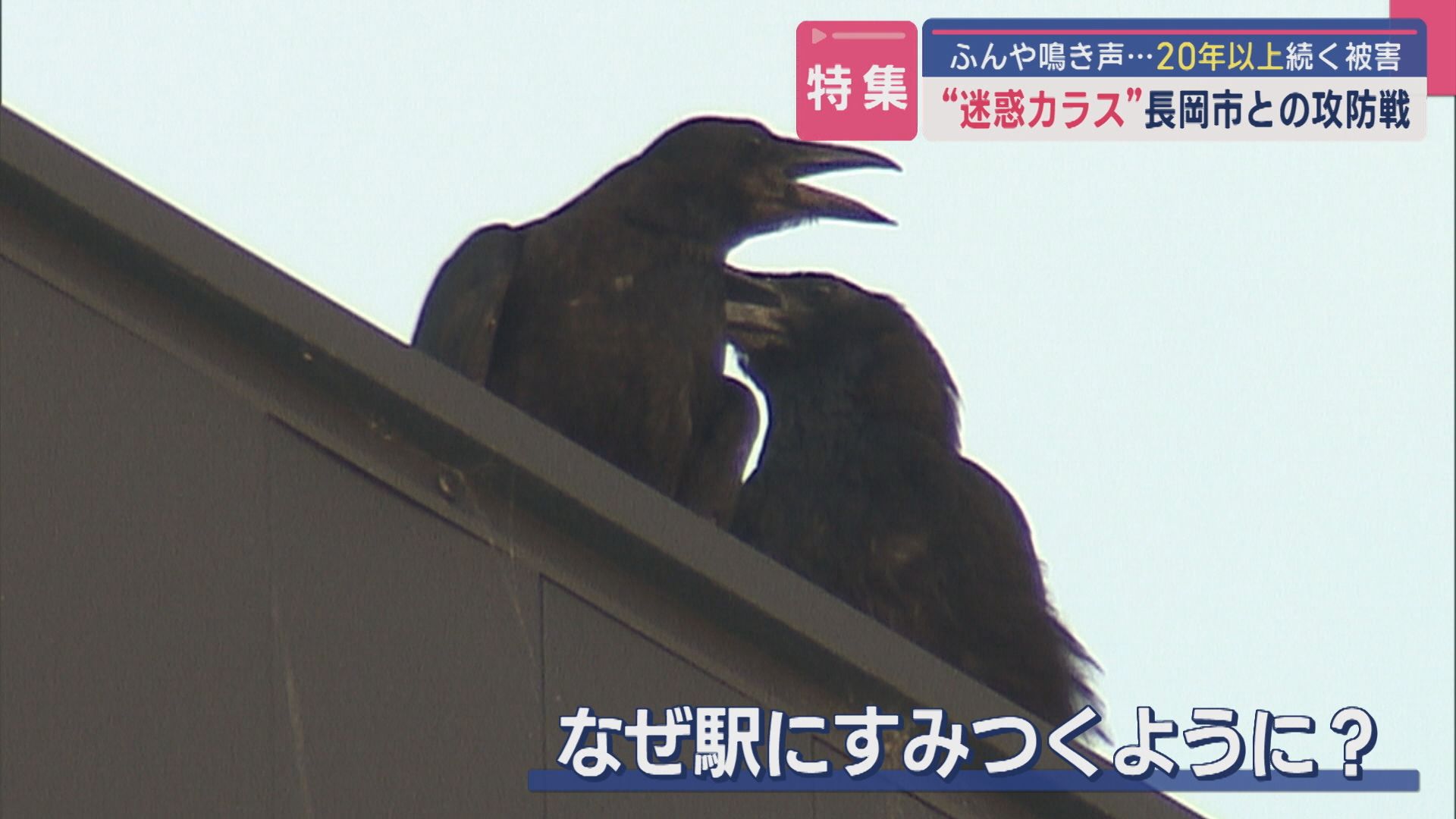 【特集】“迷惑カラス”と長岡市との攻防戦：鳴き声やフン…20年以上続く被害【新潟】 2025年04月03日(木)