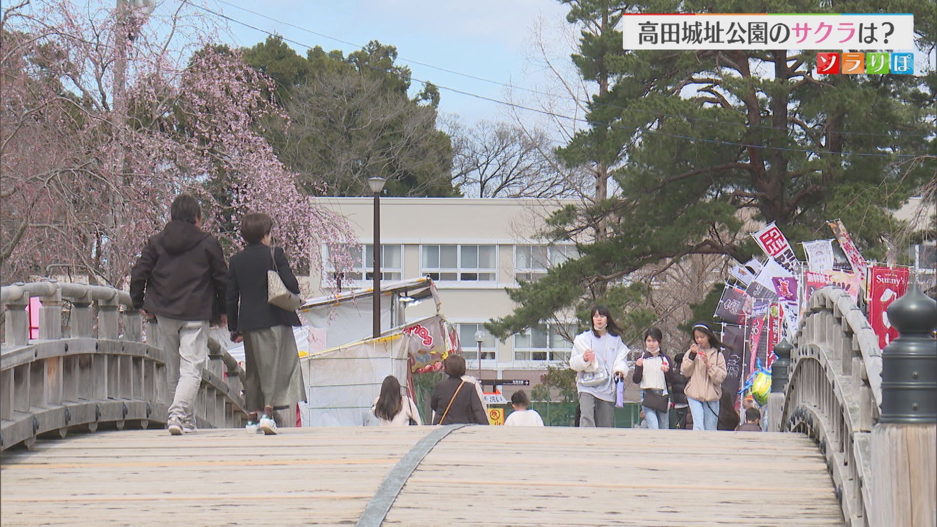 高田城址公園のサクラ状況は？開花発表とはならずも場所によっては開花すすむ【新潟･上越市】