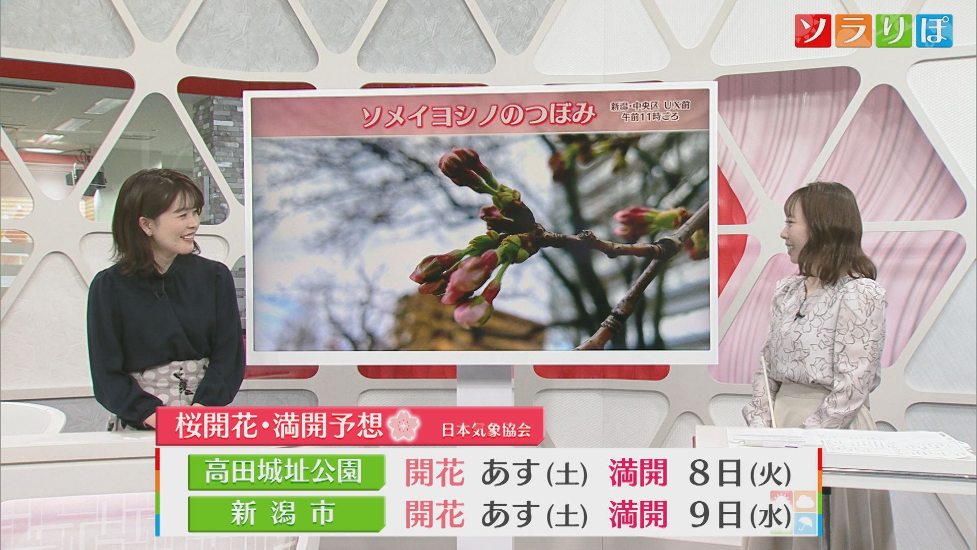 週末は各地で桜の開花が進みそう 5日はお出かけ日和に【気象予報士が解説｜新潟】 2025年04月04日(金)