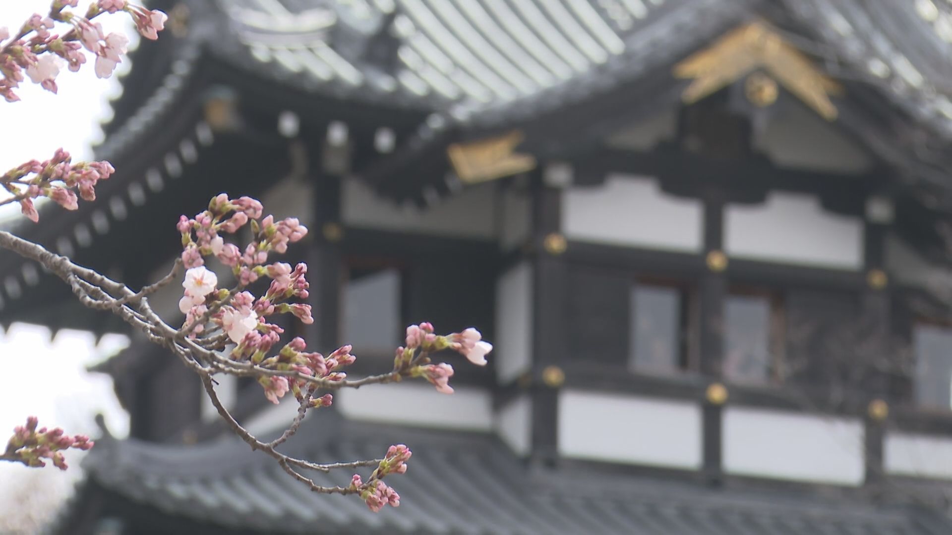 観桜会が開催中！高田城址公園でサクラの開花宣言、新潟市も開花を発表【新潟】