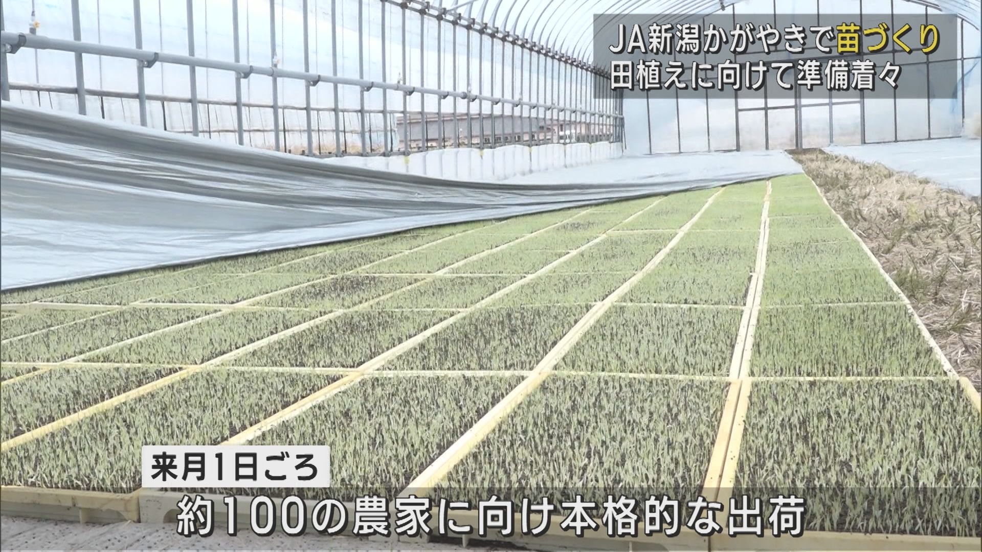 JA新潟かがやきで「苗づくり」田植えに向けて準備着々【新潟】