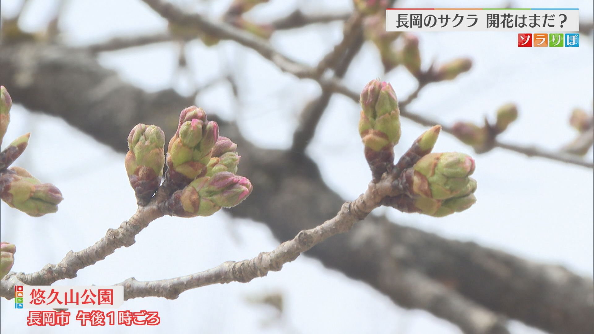 【サクラ情報】週末からの開花ラッシュ！長岡のサクラは？【新潟･長岡市】 2025年04月08日(火)
