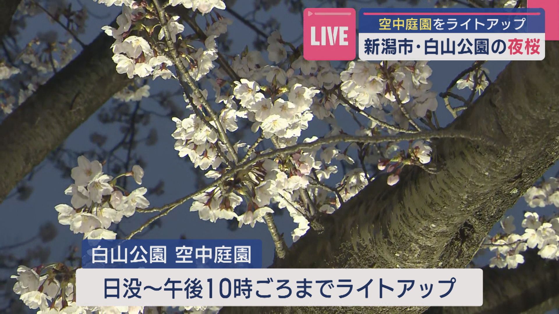 かれんにライトアップ！新潟･白山公園「空中庭園」の夜桜：おすすめビュースポットも【新潟】 2025年04月10日(木)