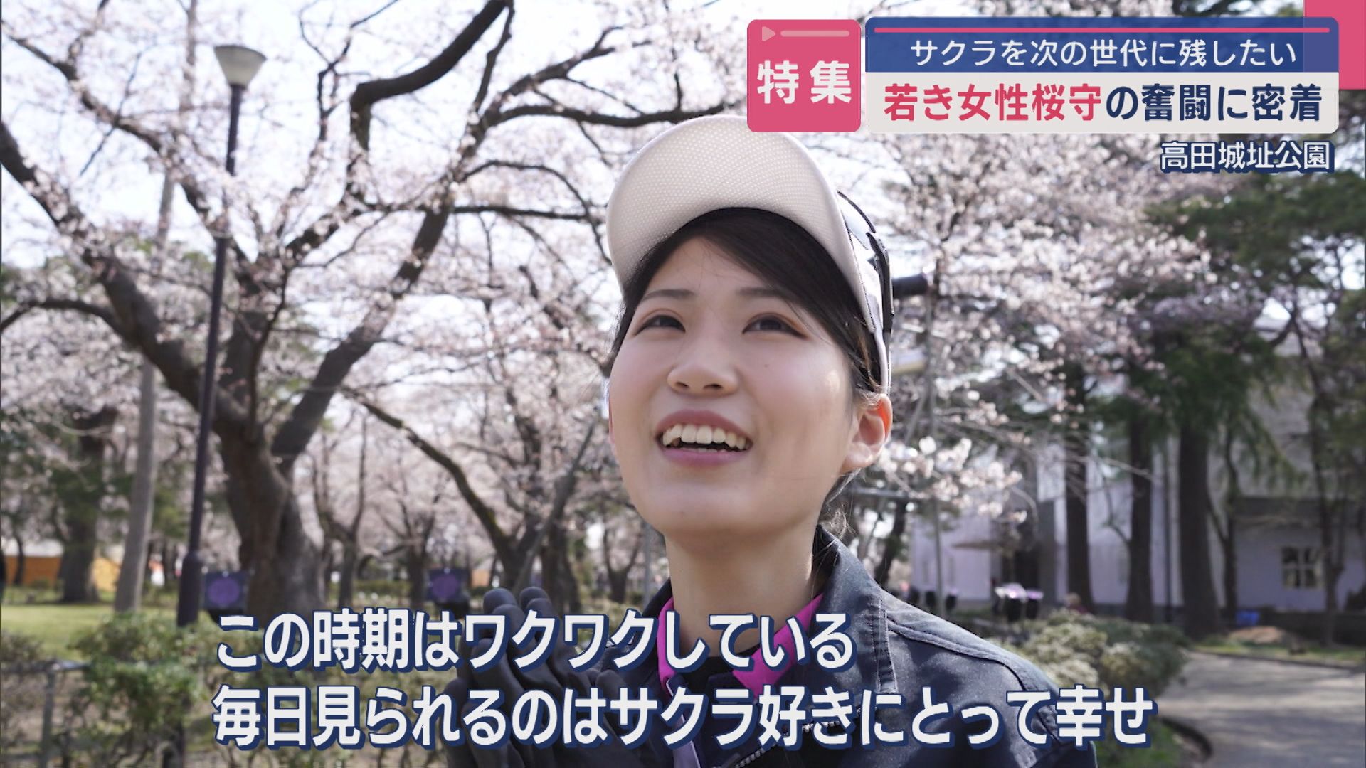 【特集】なぜ“桜守”に？「この景色を次の世代にも」長野県から移住してきた29歳女性桜守の奮闘に密着【新潟】
