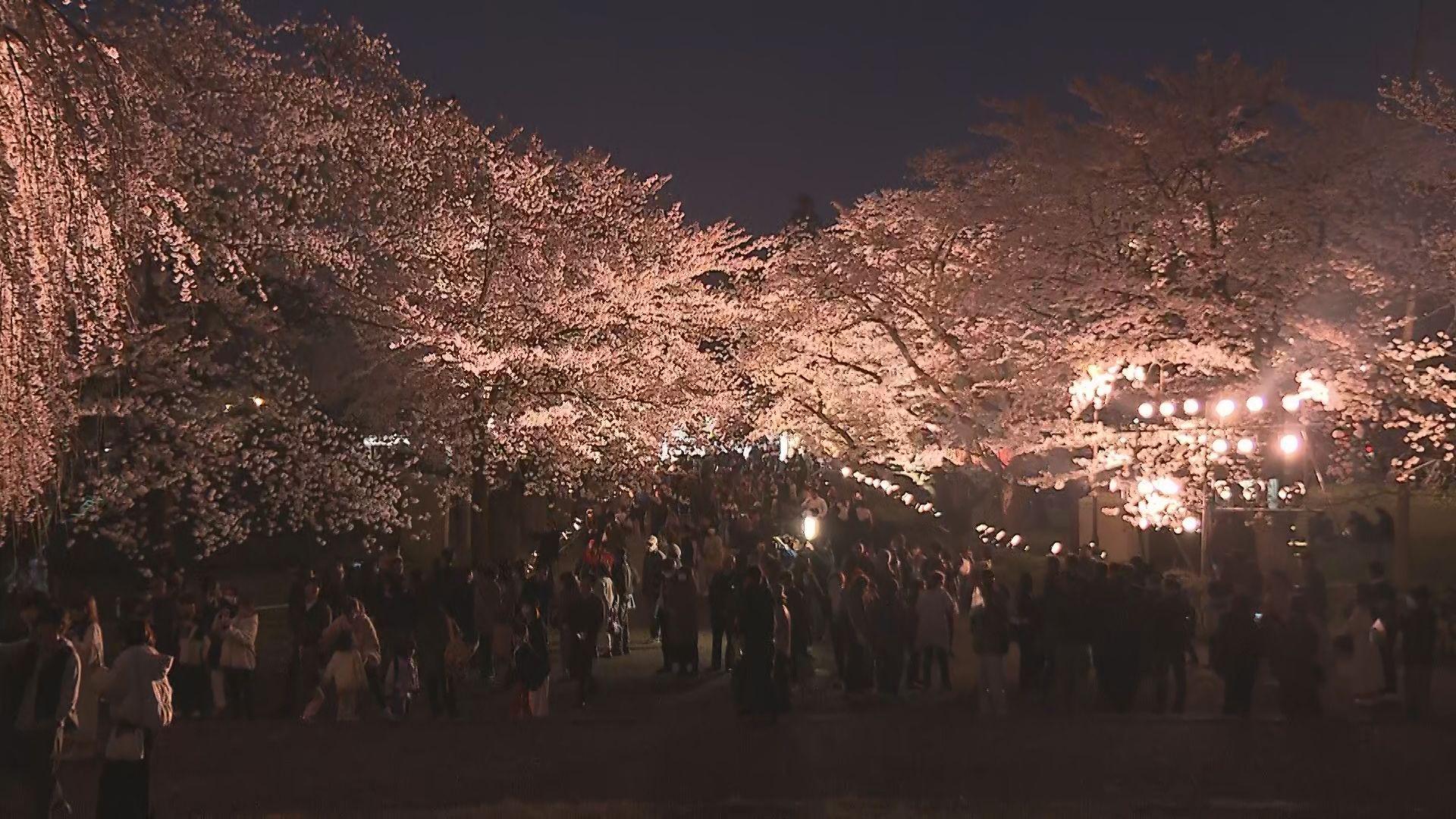 【中継】絶景！高田城址公園の“夜桜” 100回目記念のグルメにスポットも紹介【新潟】