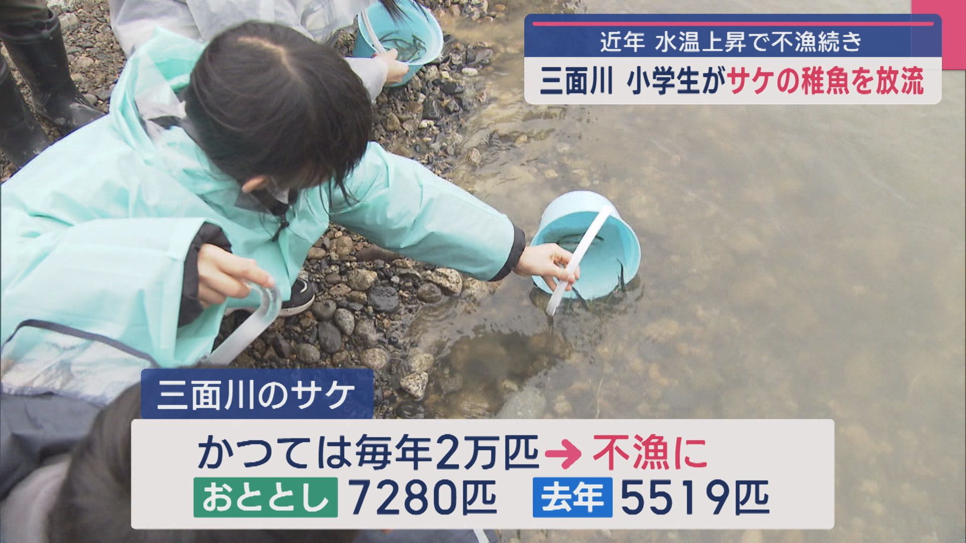 採卵数は10分の1に…不漁続く三面川で小学生がサケの稚魚を放流【新潟】 2025年04月14日(月)