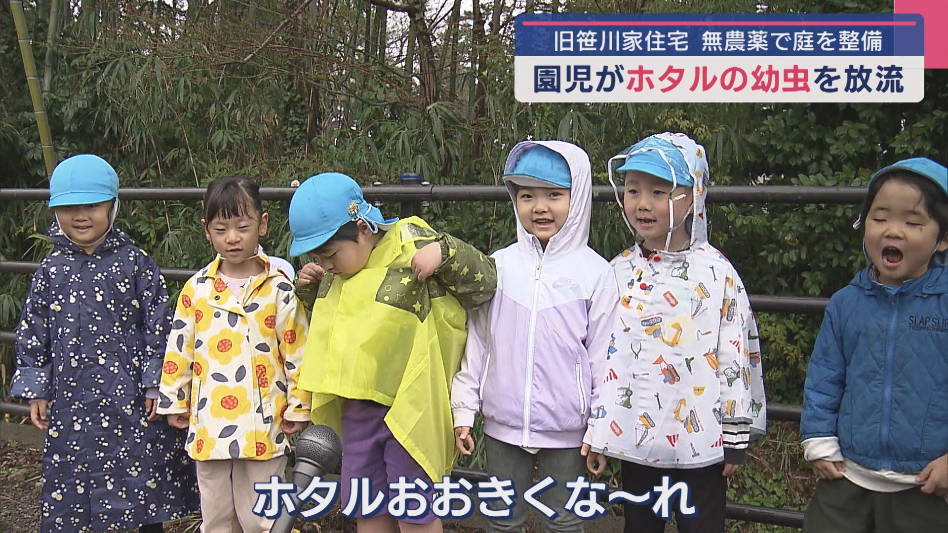 「ホタルおおきくな～れ」新潟市の重要文化財で地元園児らがホタルの幼虫を放流【新潟】