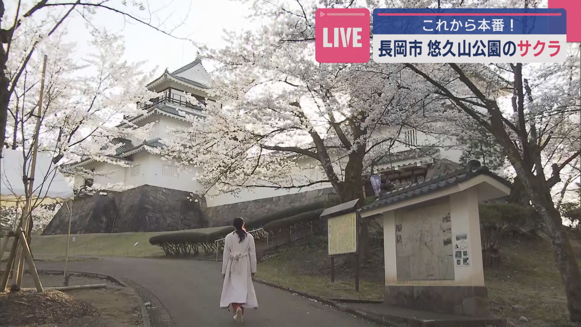 【中継｜オススメお花見スポット】17日は天気回復！これから本番『悠久山公園』おすすめポイントも紹介！【新潟･長岡市】