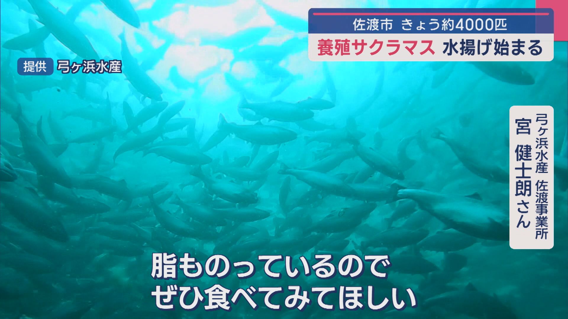 春を告げる「養殖サクラマス」約4000匹水揚げ、日本海の荒波にもまれ身も引き締まる【新潟･佐渡市】