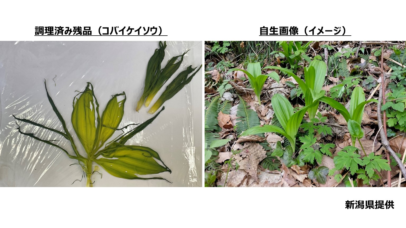 【食中毒】ウルイ？ギョウジャニンニク？実は〝要注意〟有毒植物の「コバイケイソウ」【新潟･佐渡市】 2025年04月18日(金)