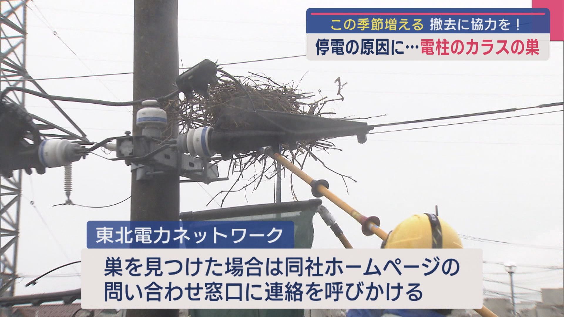 停電の原因に…電柱の厄介者「カラスの巣」撤去に協力を【新潟】 2025年04月18日(金)