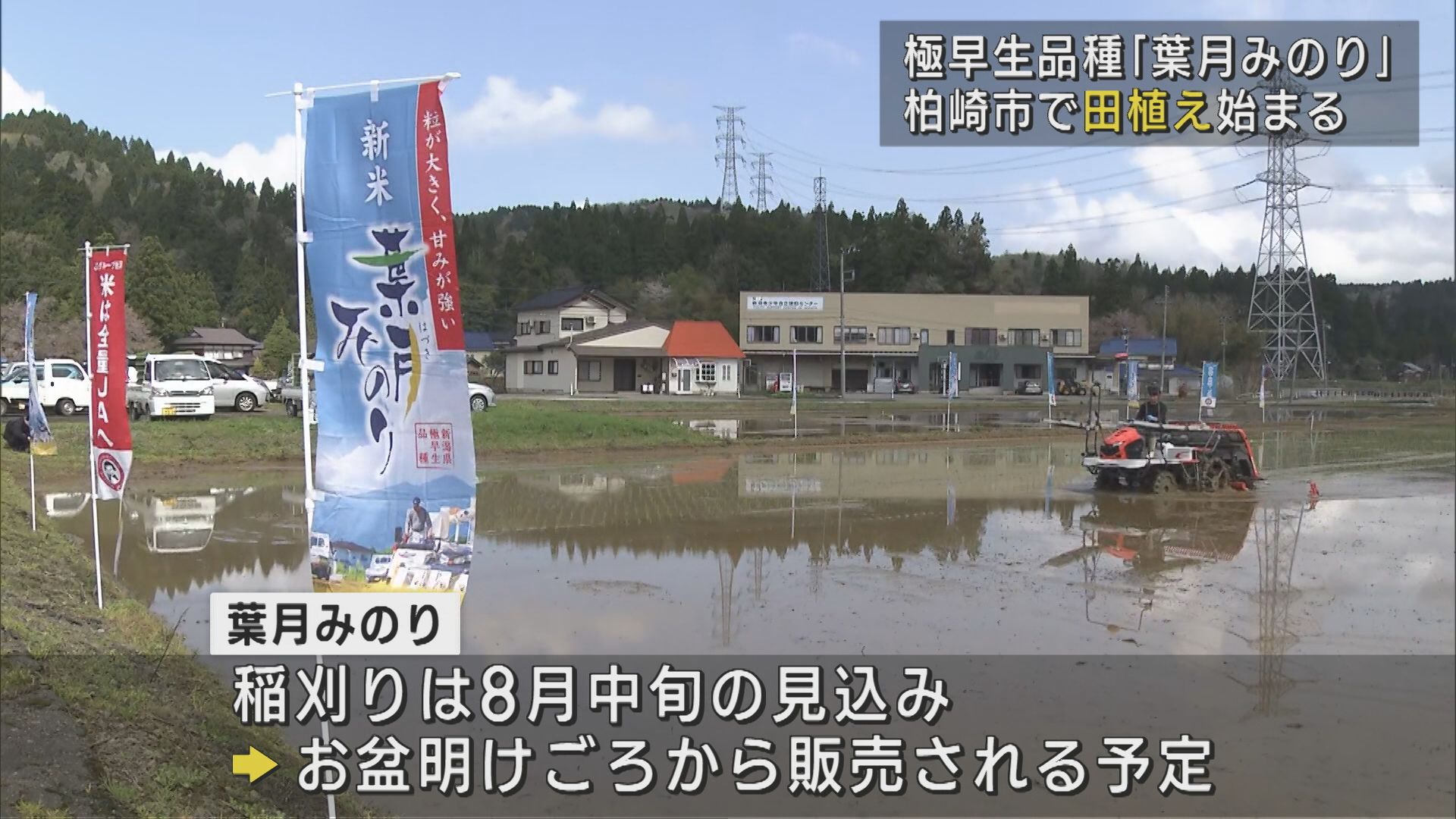 粒が大きく強い甘みが特徴：極早生品種「葉月みのり」田植え始まる【新潟･柏崎市】 2025年04月21日(月)