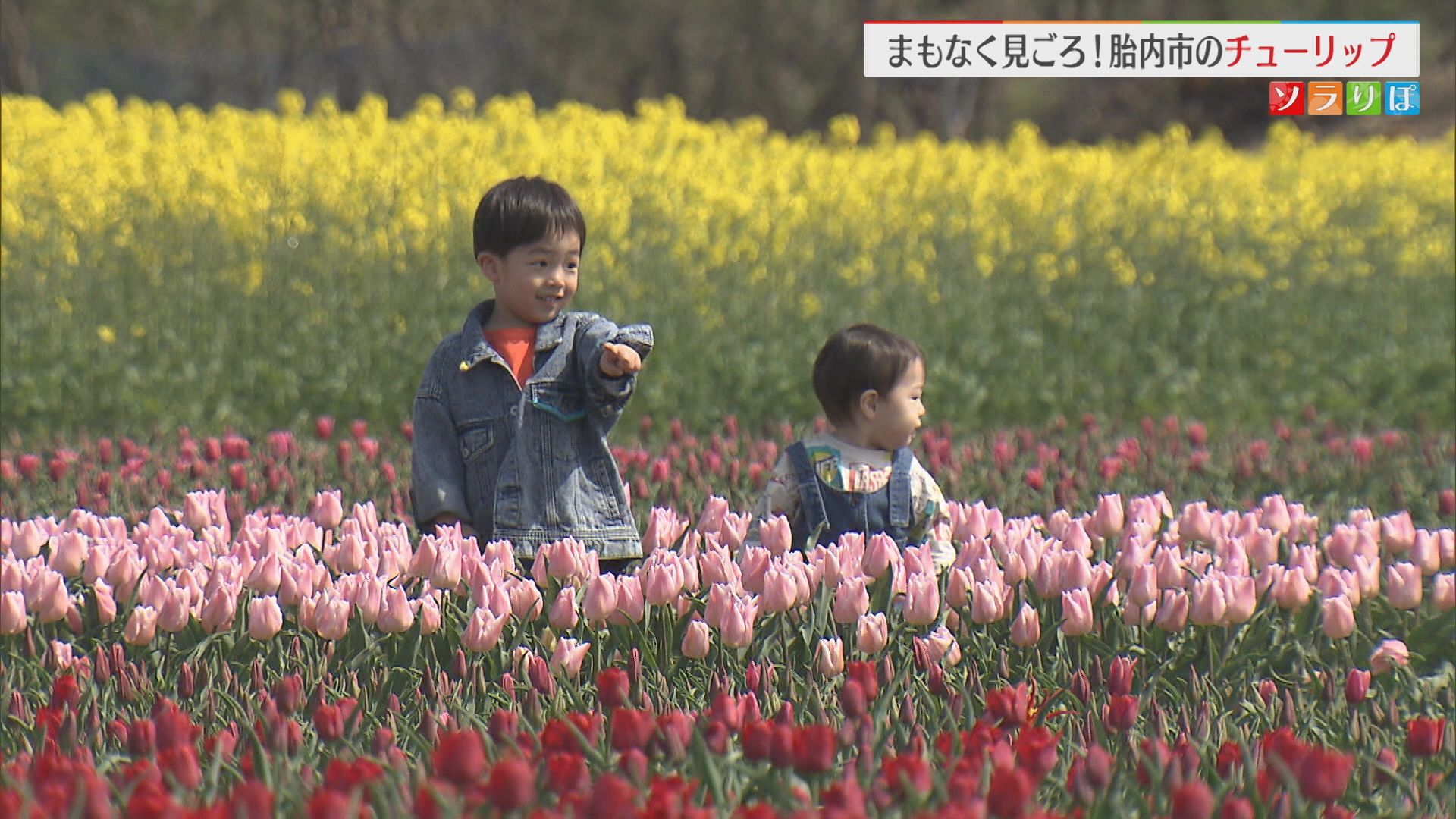 まもなく見ごろ！80万本のチューリップ 菜の花とのコントラストも【新潟･胎内市】 2025年04月21日(月)