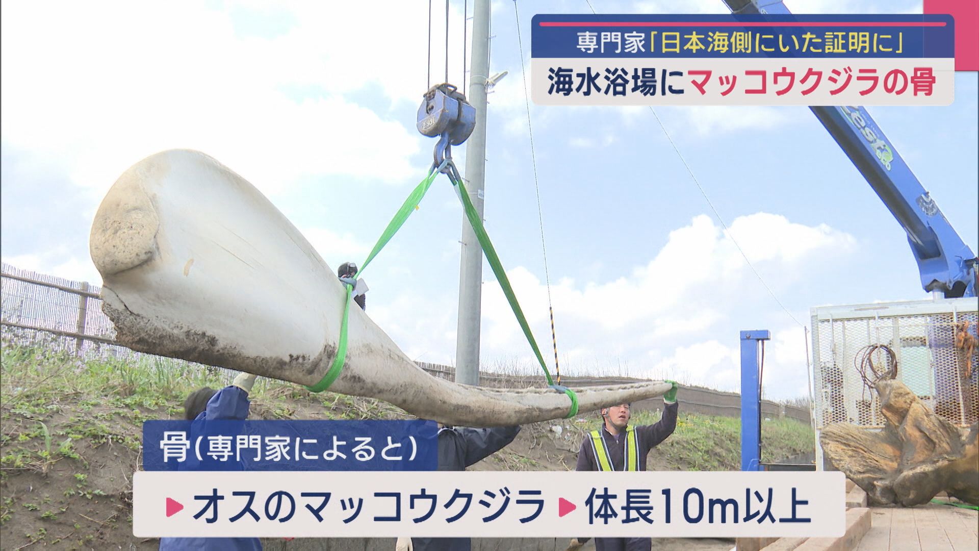 海水浴場に“マッコウクジラの骨”が漂着、専門家「日本海側に生息する証明に」【新潟･上越市】