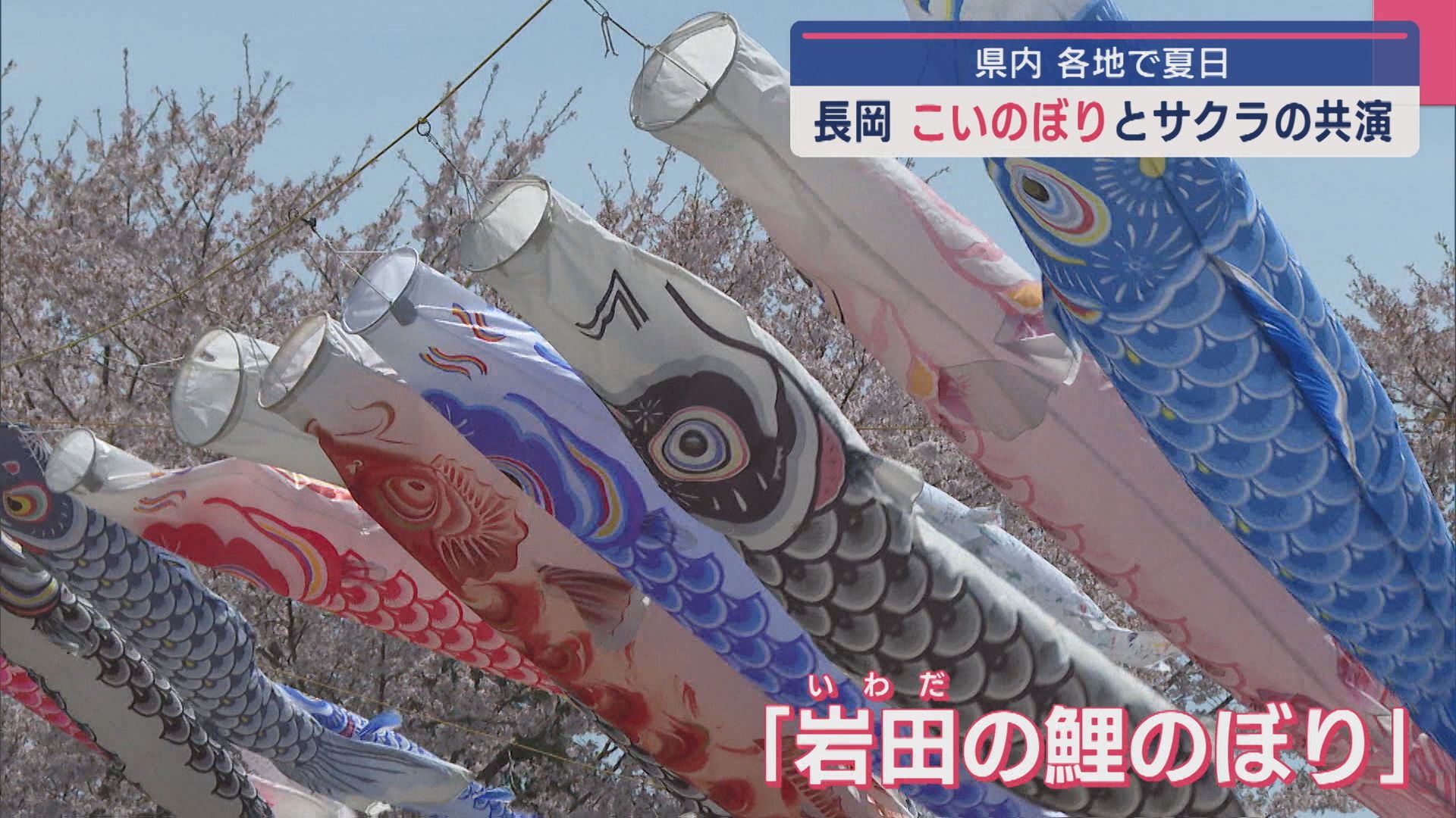 「23年で数回あったか」青空に泳ぐ“こいのぼり”と“サクラ”が共演【新潟･長岡市】