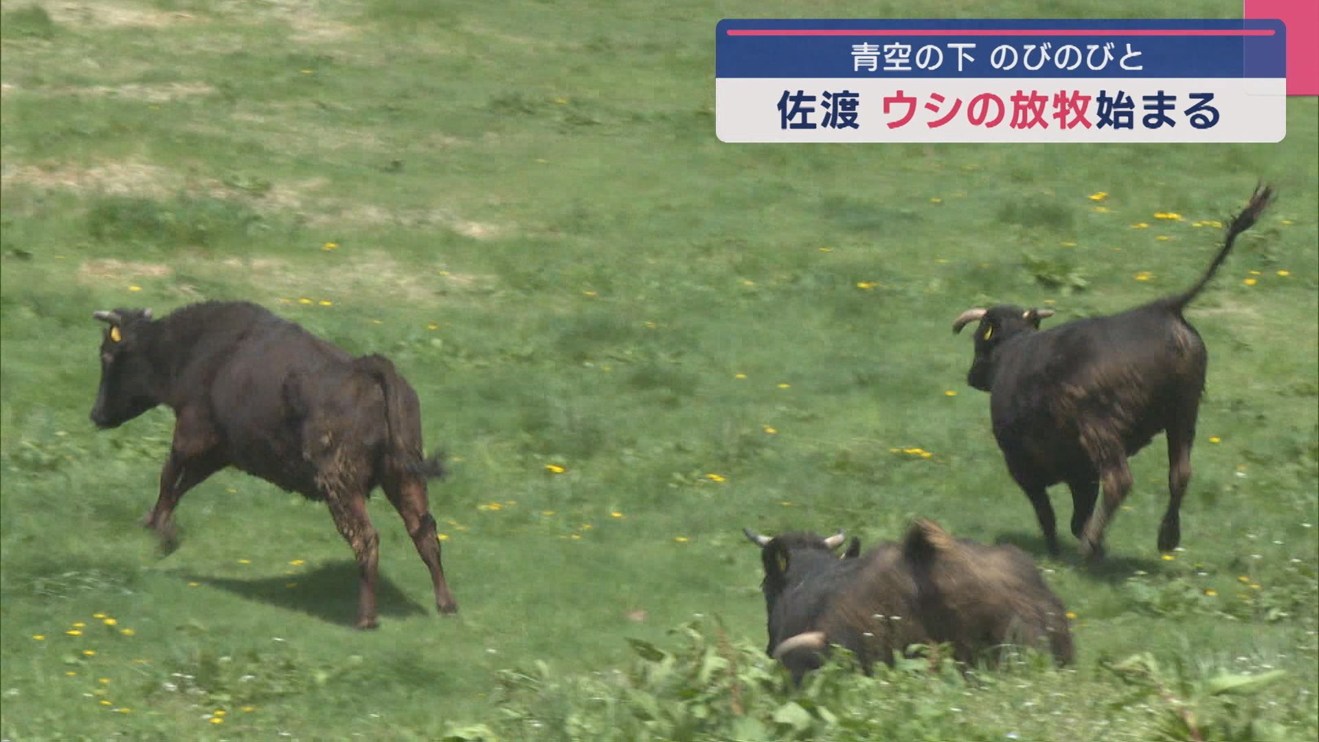 青空に緑の牧草を飛び跳ねたり走り回ったり！佐渡市でウシの放牧【新潟】