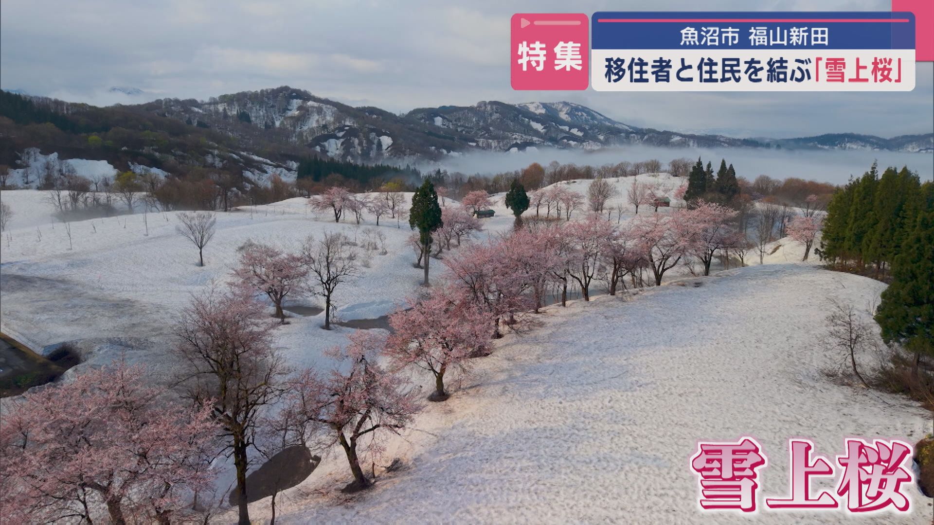 【特集｜豪雪地の絶景】残雪の中で咲く〝雪上桜〟で結ばれた移住者と住民【新潟･魚沼市】 2025年04月24日(木)