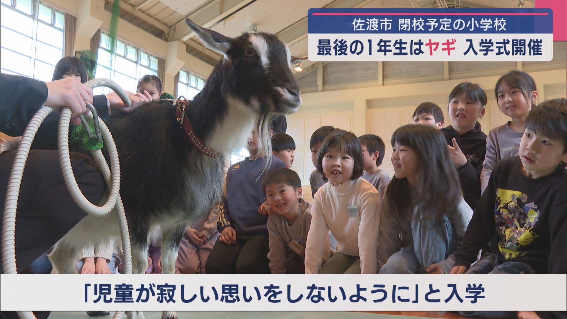 閉校予定の小学校…最後の1年生は“ヤギのゆきなちゃん” 全校児童44人と友だちに【新潟･佐渡市】 2025年04月24日(木)