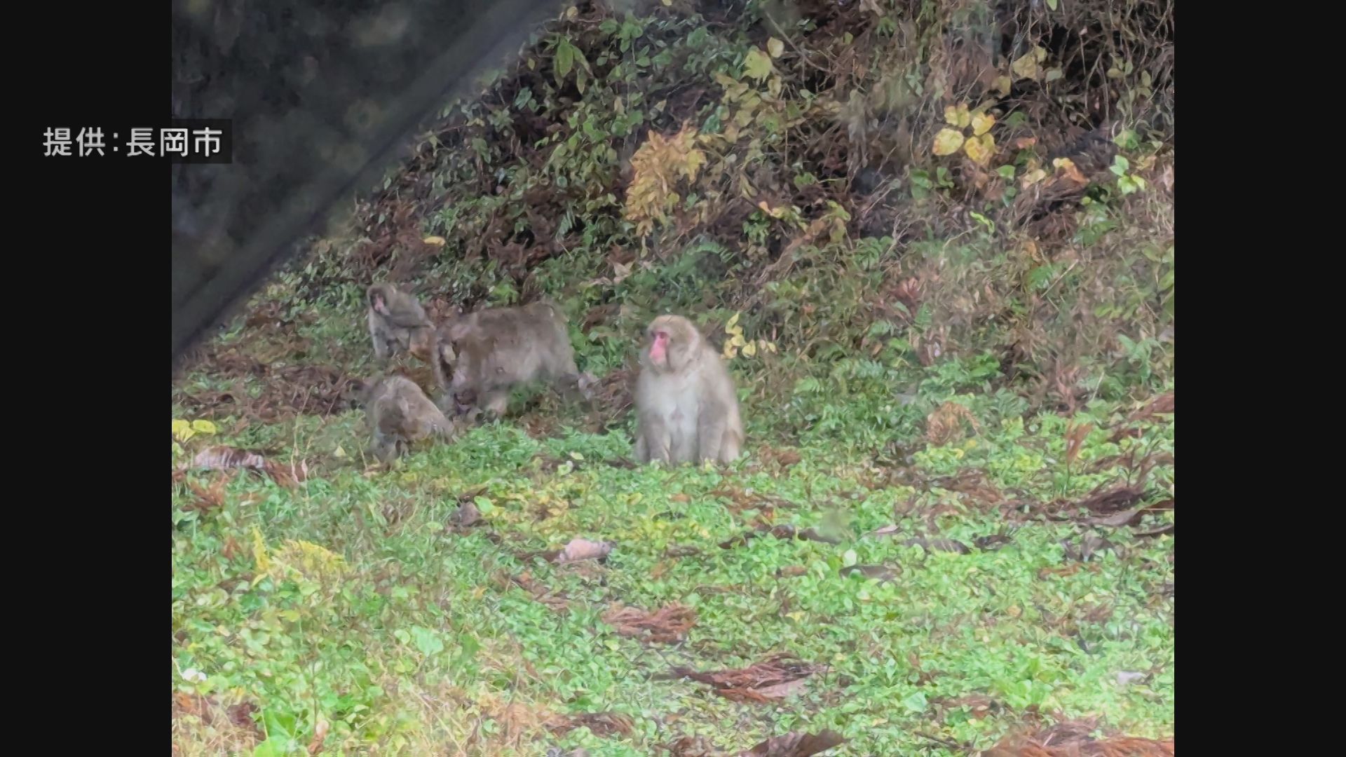 畑を荒らすサル…GPSで居場所を特定、長岡市栃尾地区で基地局を新設【新潟】 2025年04月24日(木)