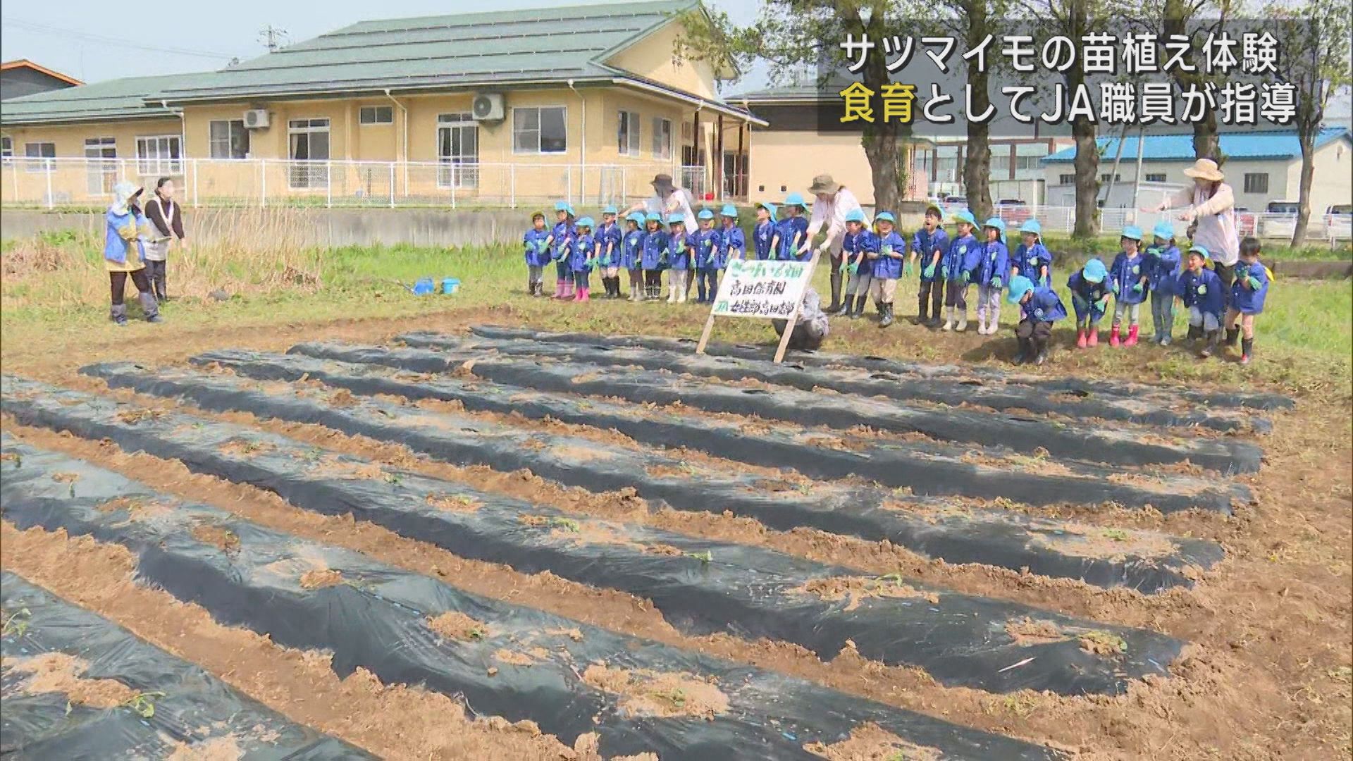 園児がサツマイモの苗植えに挑戦「食育」JA職員が指導【新潟･柏崎市】 2025年04月25日(金)