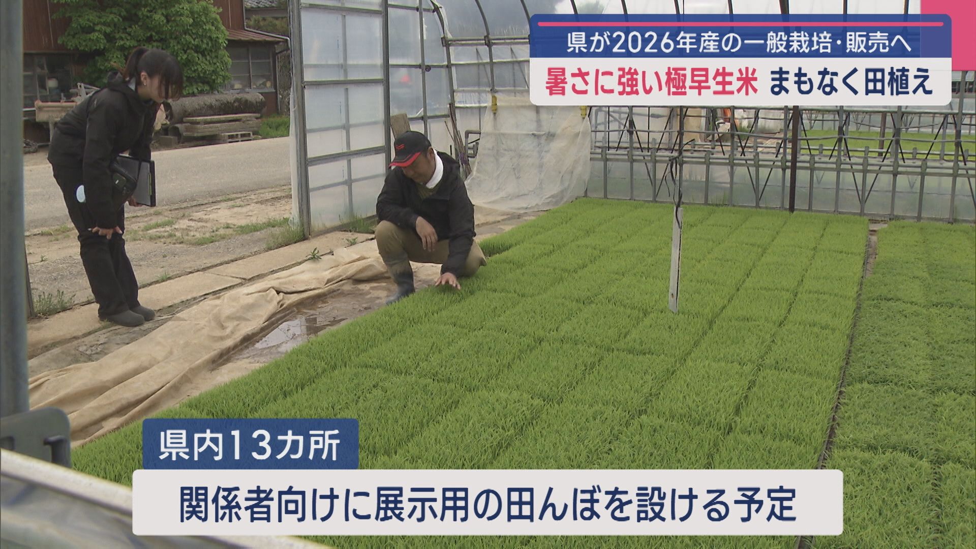 県が2026年産の一般栽培･販売へ 暑さに強い“極早生米”まもなく田植え【新潟】 2025年04月28日(月)