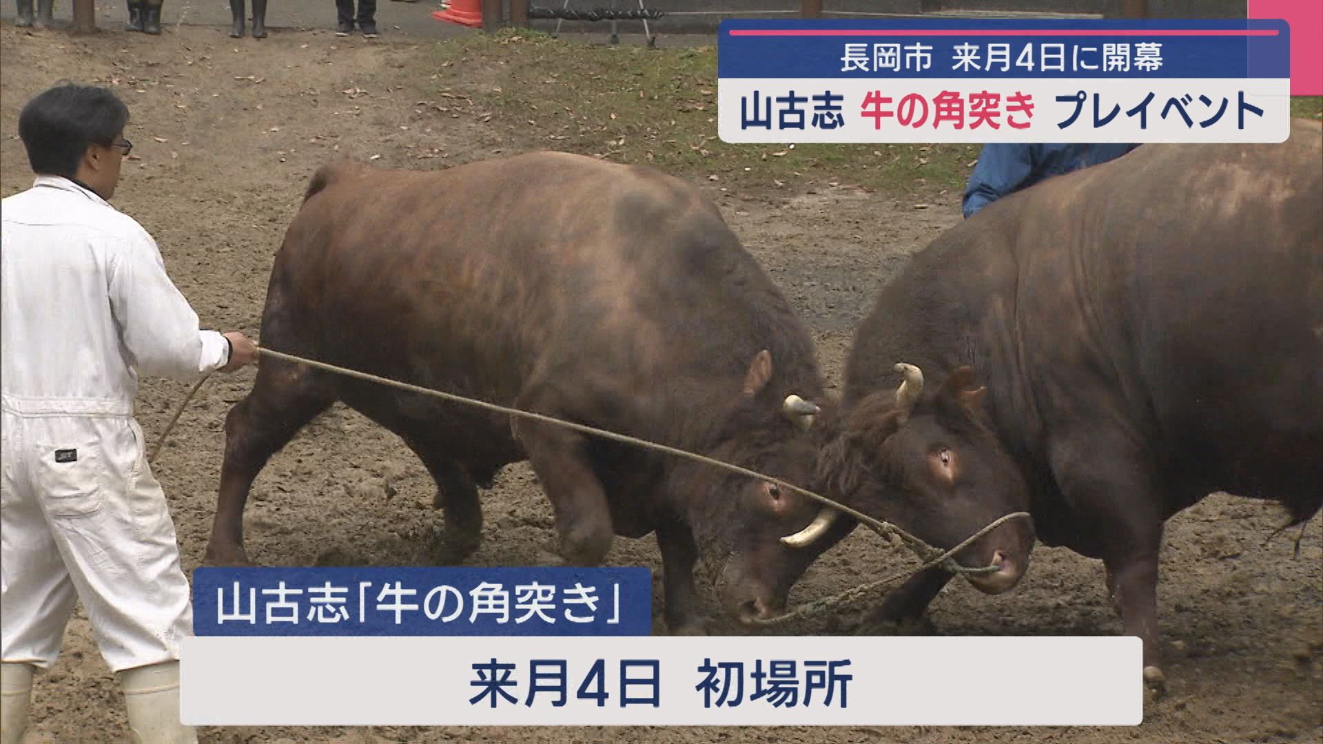 初場所を前に山古志「牛の角突き」プレイベント 迫力ある取り組みを披露【新潟･長岡市】 2025年04月29日(火)