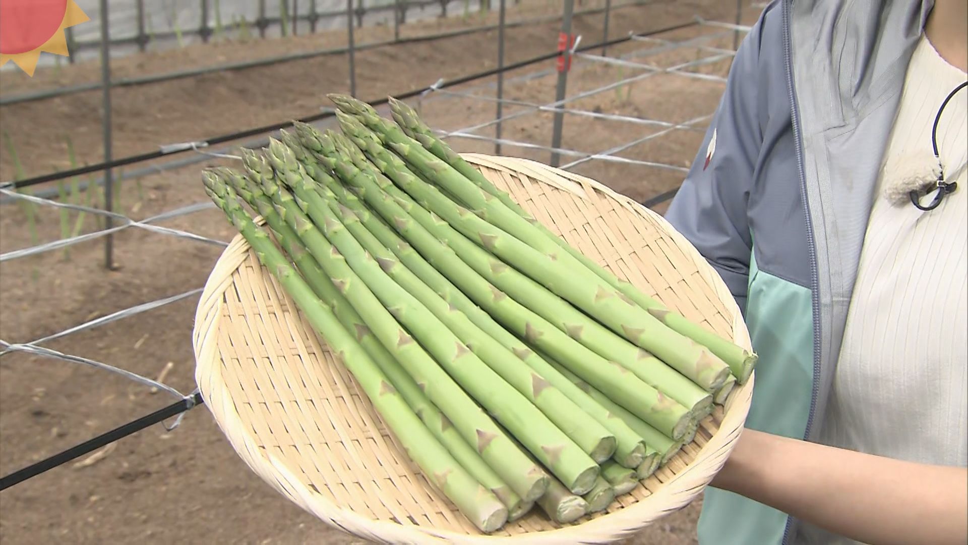 いまが最盛期！極上アスパラガスin新発田市