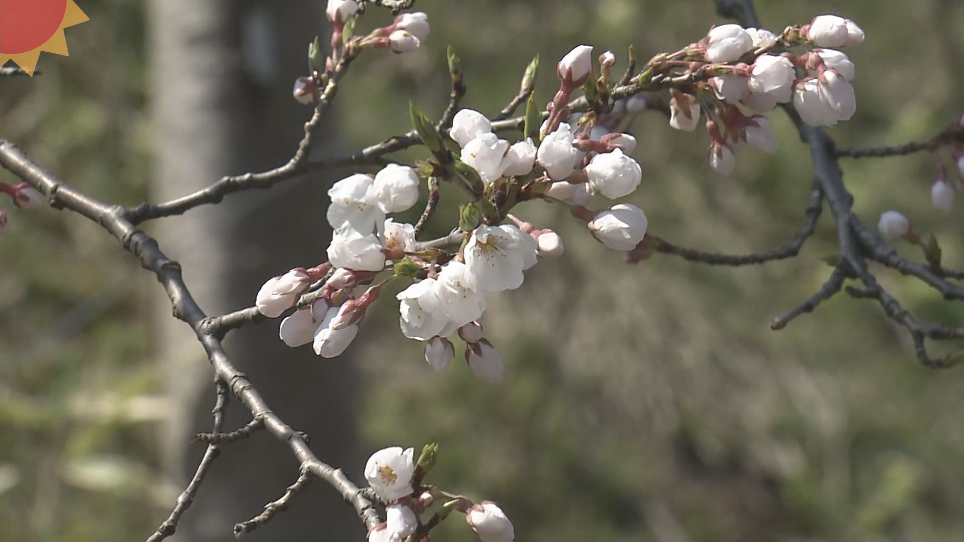 ことしで１００回目！高田城址公園観桜会