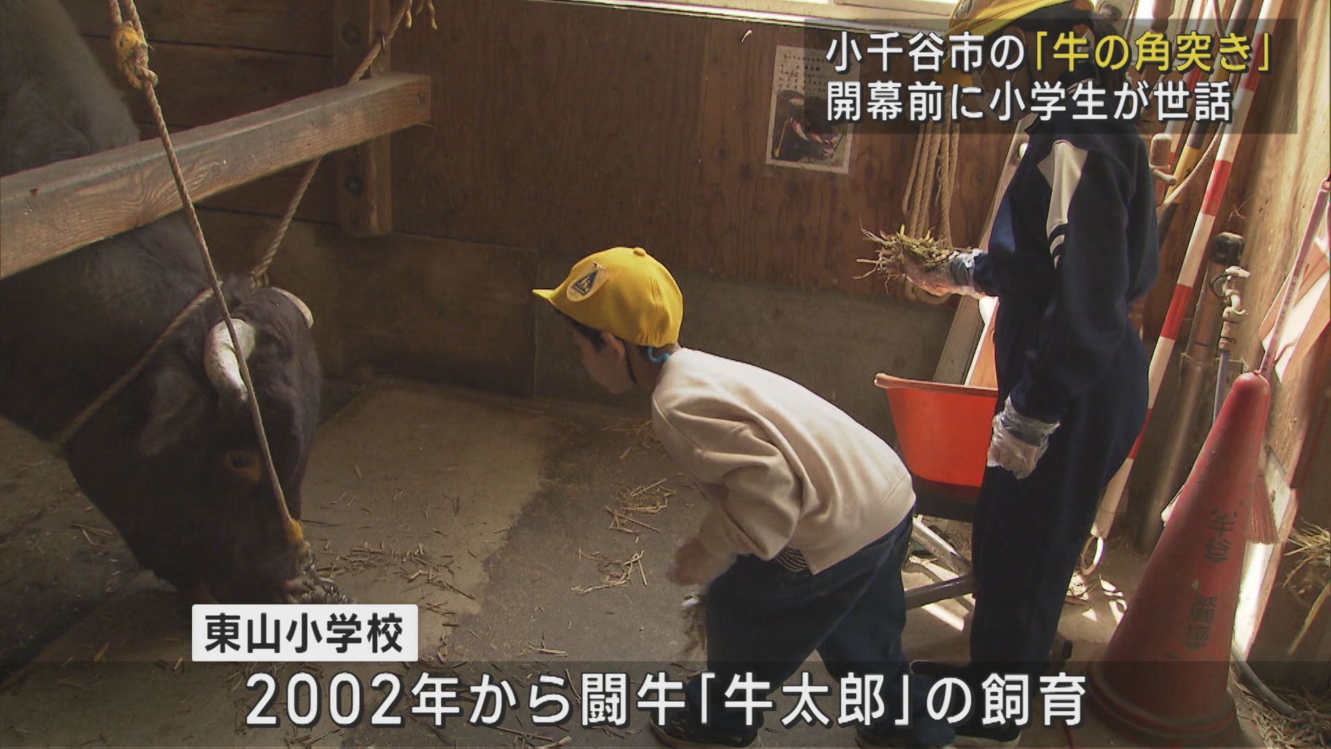 「牛の角突き」開幕前に小学生が闘牛「牛太郎」の世話【新潟･小千谷市】 2025年05月01日(木)