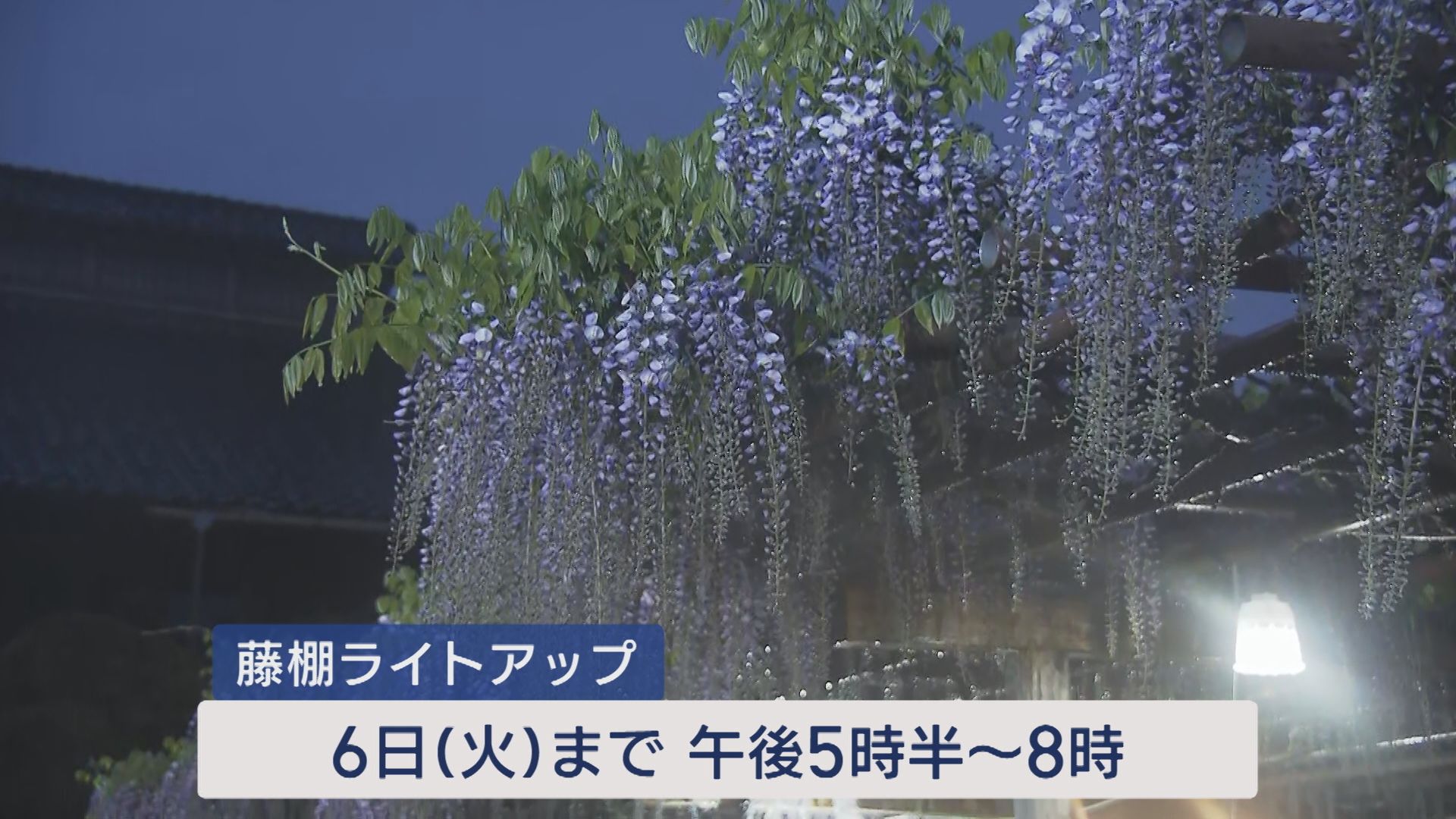 GWにオススメ「北方文化博物館」〝大藤棚〟のライトアップ【新潟･江南区】