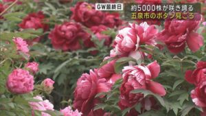赤･ピンク･白など約5000株「大輪のボタン」咲き誇る 五泉市で見ごろ【新潟】 2025年05月06日(火)