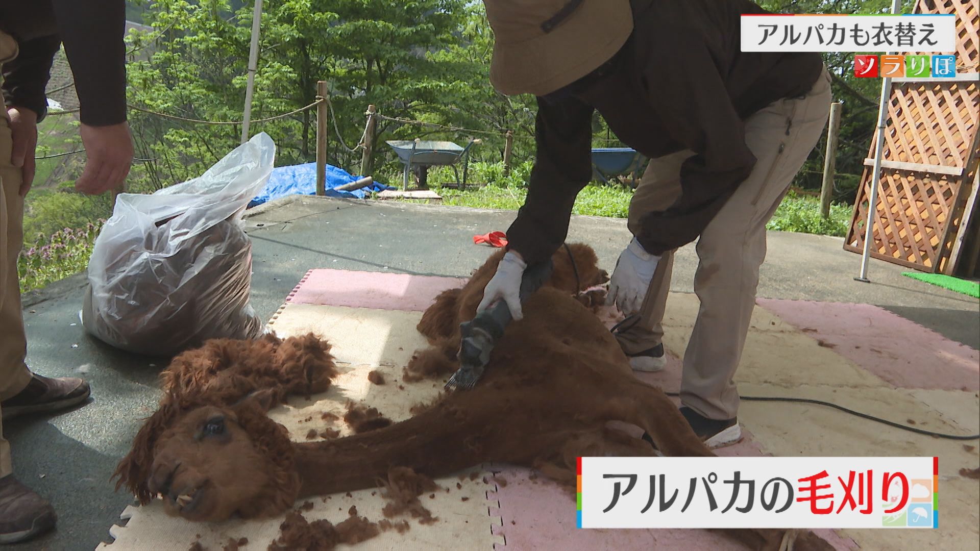 日に日に気温UP！夏を前に「アルパカ」もモフモフから衣替え【新潟･長岡市山古志】