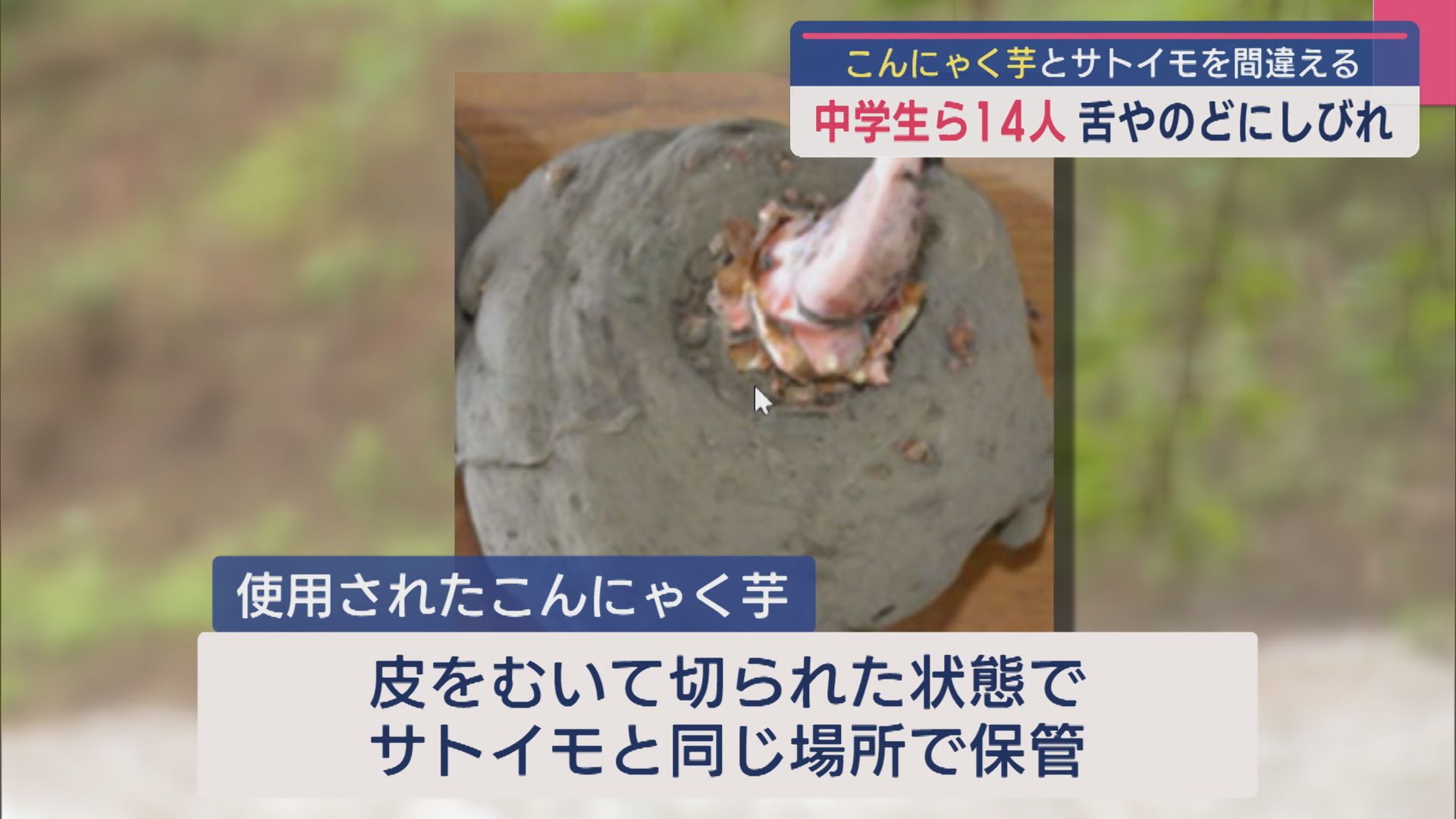 【食中毒】中学生ら14人が舌やのどにしびれ “こんにゃく芋”とサトイモを間違える【新潟･上越市】 2025年05月12日(月)