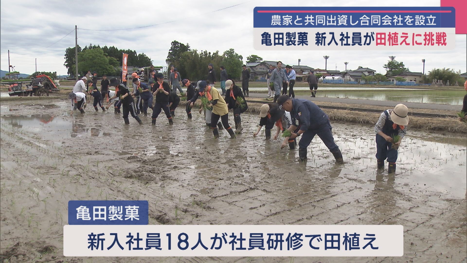 農家と共同出資し合同会社を設立、亀田製菓の新入社員が田植えに挑戦【新潟】 2025年05月12日(月)