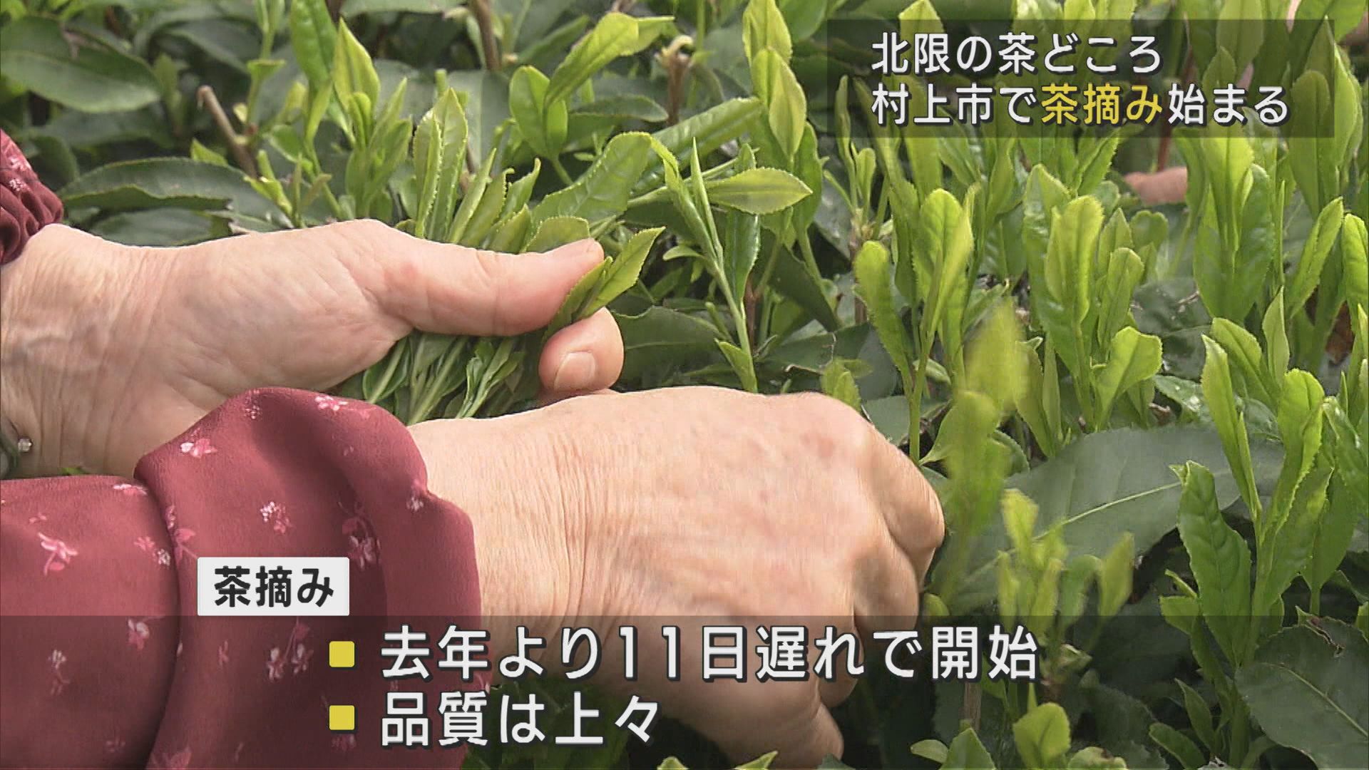 北限の茶どころ「村上市」で茶摘みはじまる、品質は上々【新潟】 2025年05月13日(火)