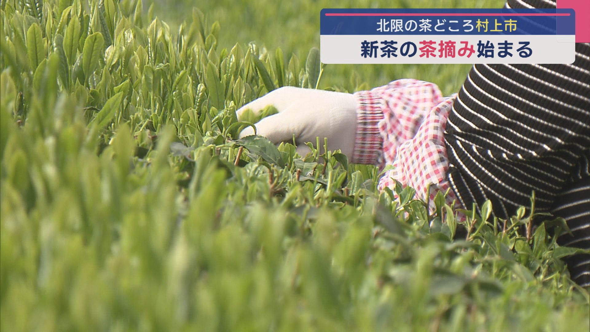 北限の村上市で「新茶」の季節到来、渋み・甘さ・まろやかさ 品質上々【新潟】