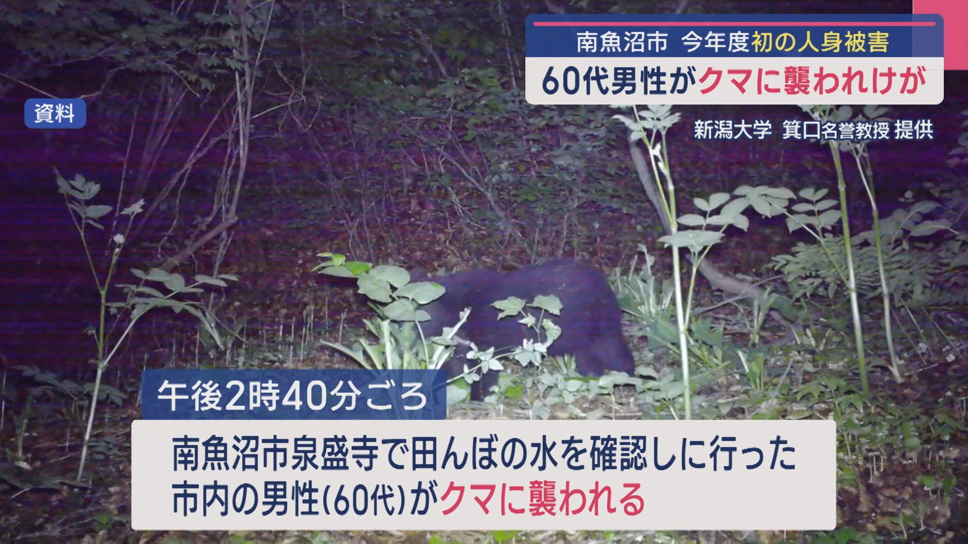 【クマ出没警戒注意報を発表】60代男性がクマに襲われケガ、自力で逃げ消防に通報【新潟･南魚沼市】